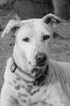 Black and white portrait of a calm white dog with distinctive markings sitting on sand.