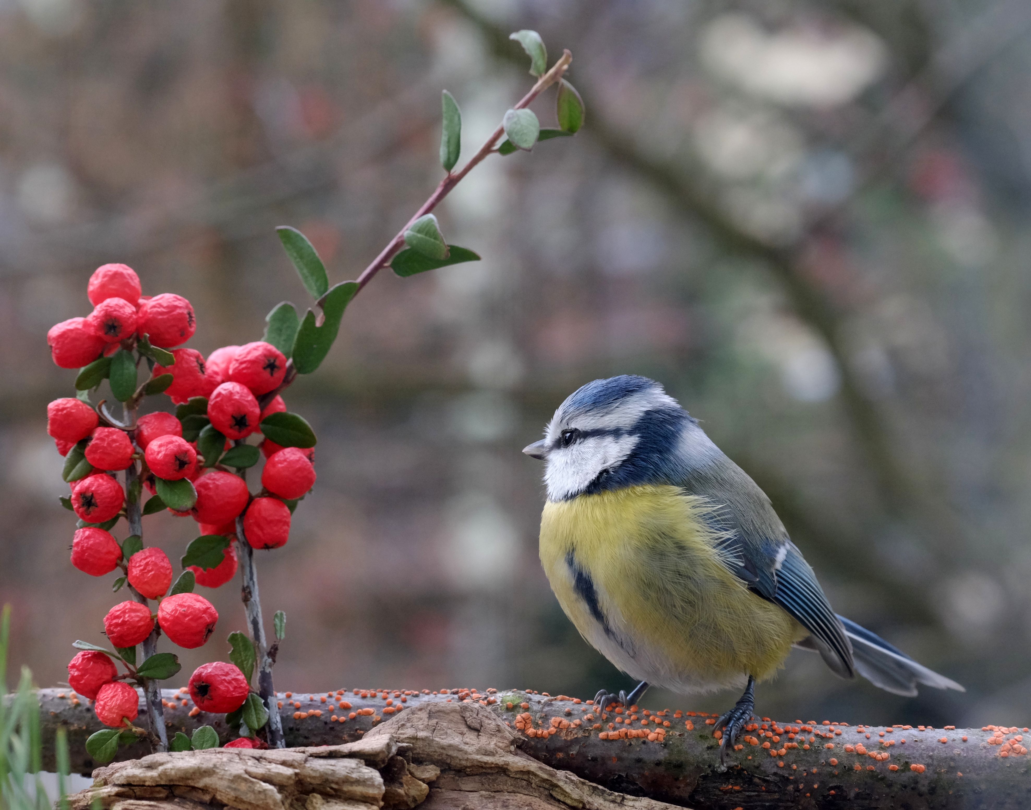 Blue tit British bird profile