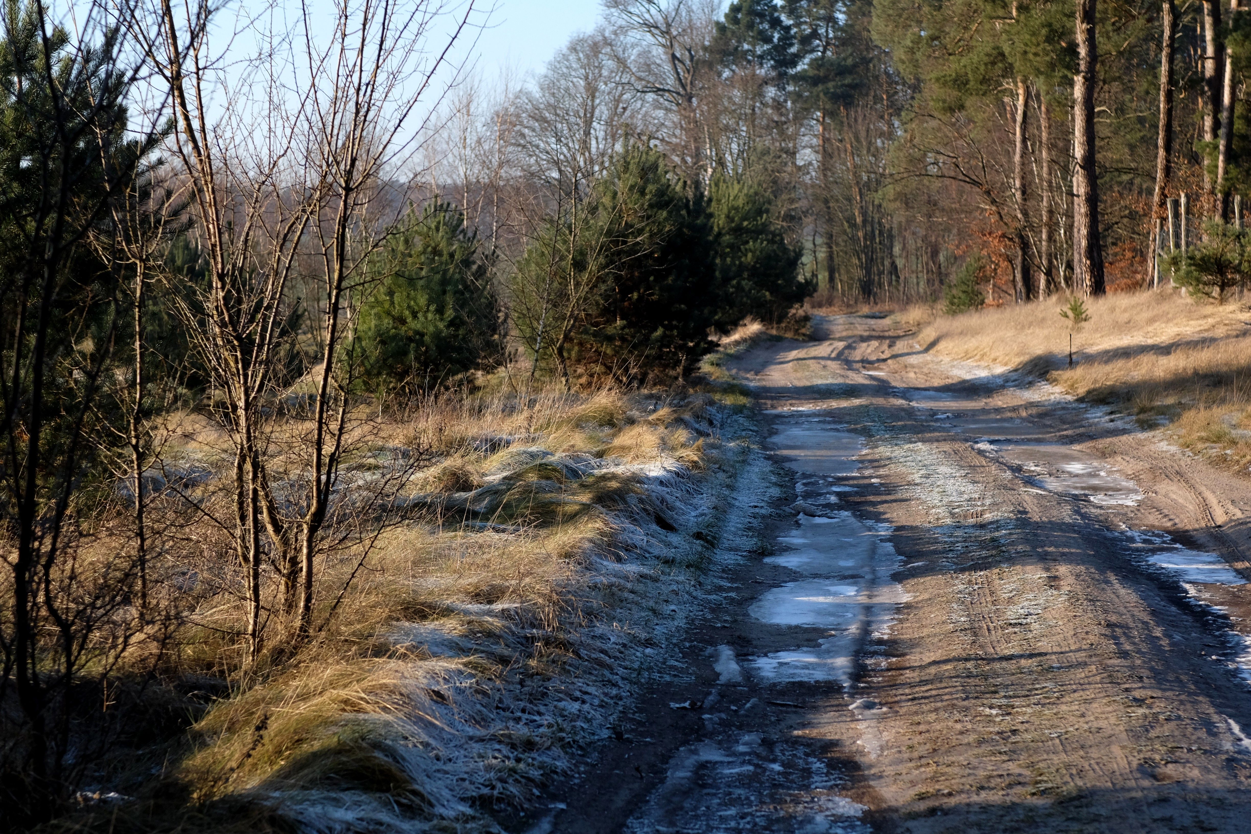 Scenic Frosty Rural Pathway in Early Winter · Free Stock Photo