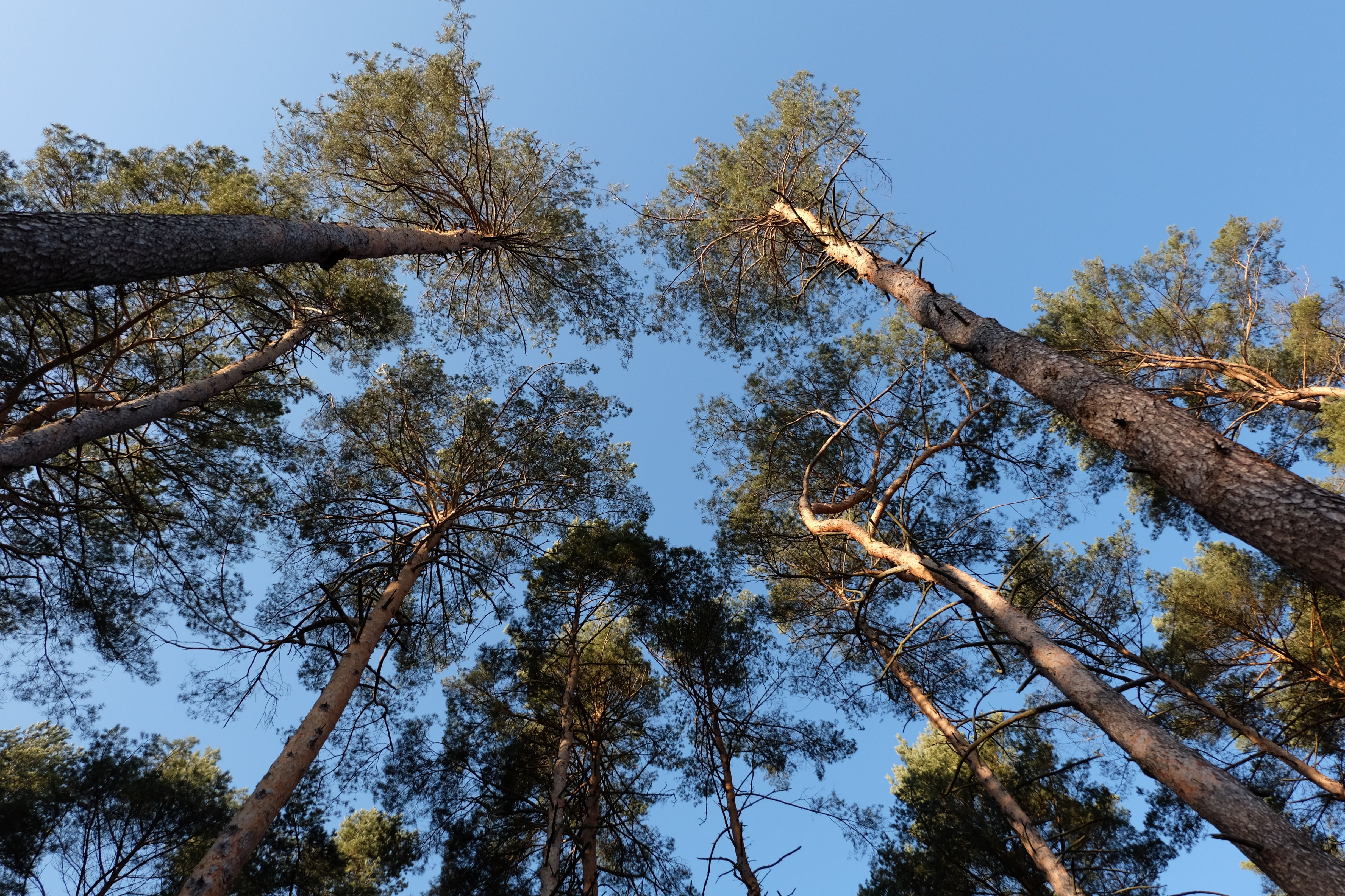 Majestic Pine Trees Against a Clear Blue Sky · Free Stock Photo