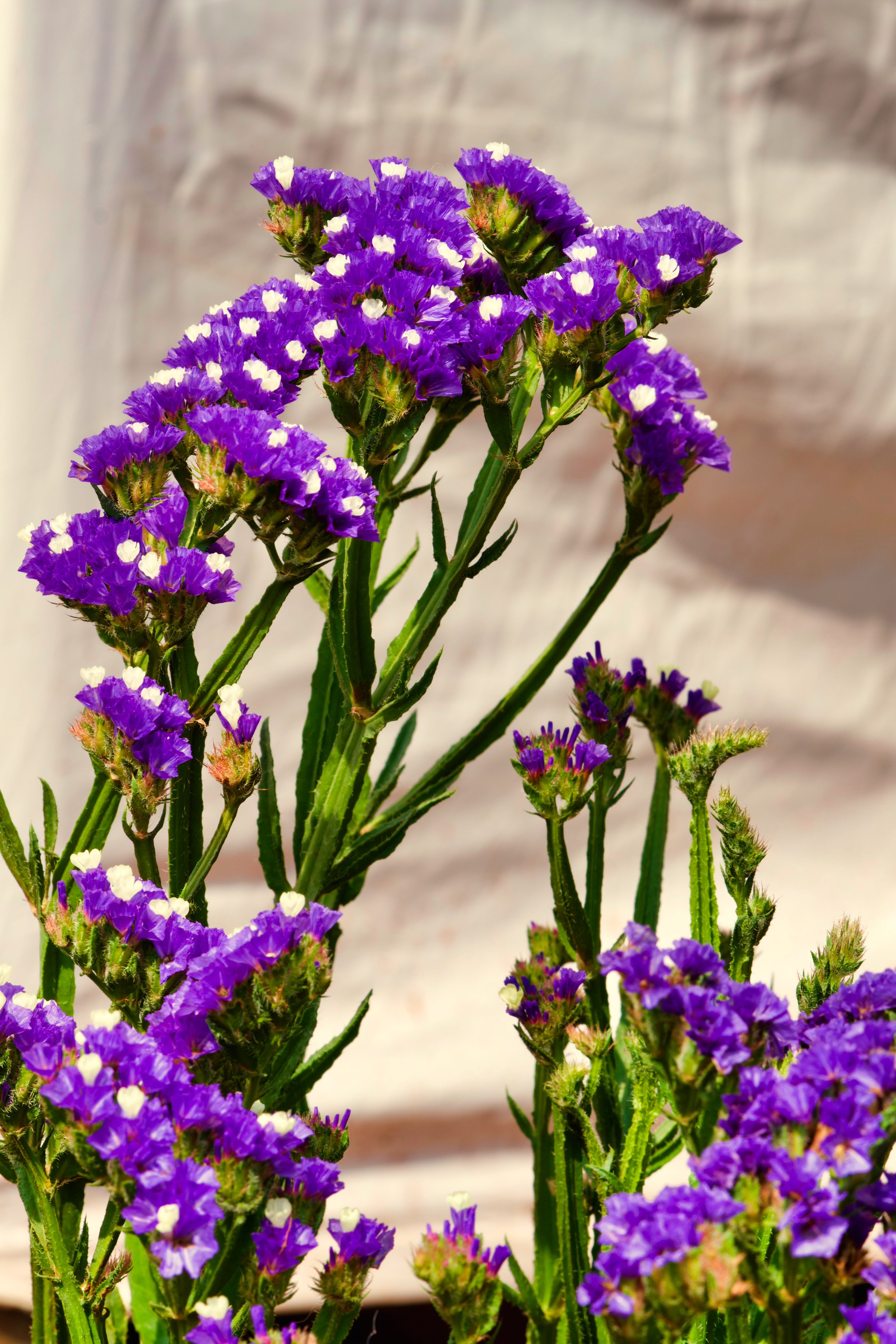 Vibrant Purple Statice Flowers in Bloom · Free Stock Photo