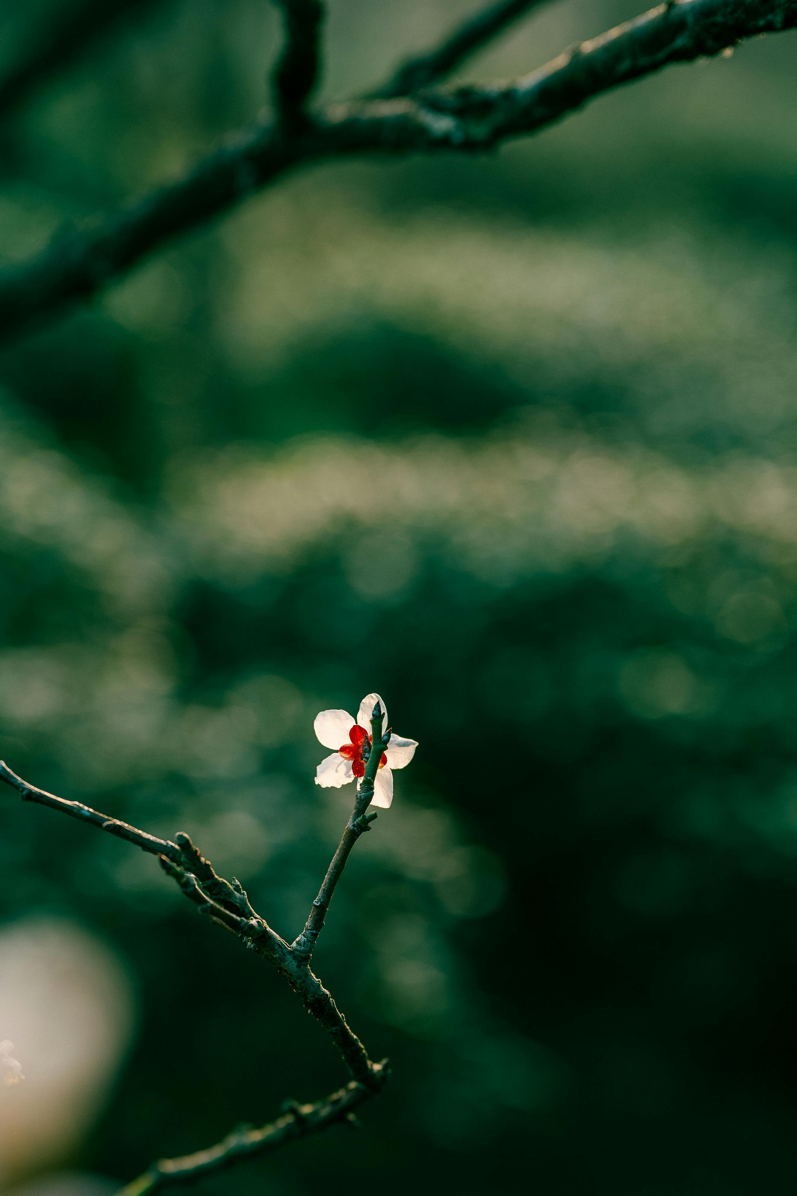 Ücretsiz Çin'in Nanjing şehrinde bahar mevsiminde bir dalda açan erik çiçeğinin yakın çekim fotoğrafı. Stok Fotoğraflar