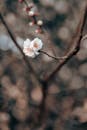 Delicate Plum Blossoms in Springtime Nanjing