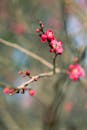 Vibrant Plum Blossoms in Nanjing Springtime