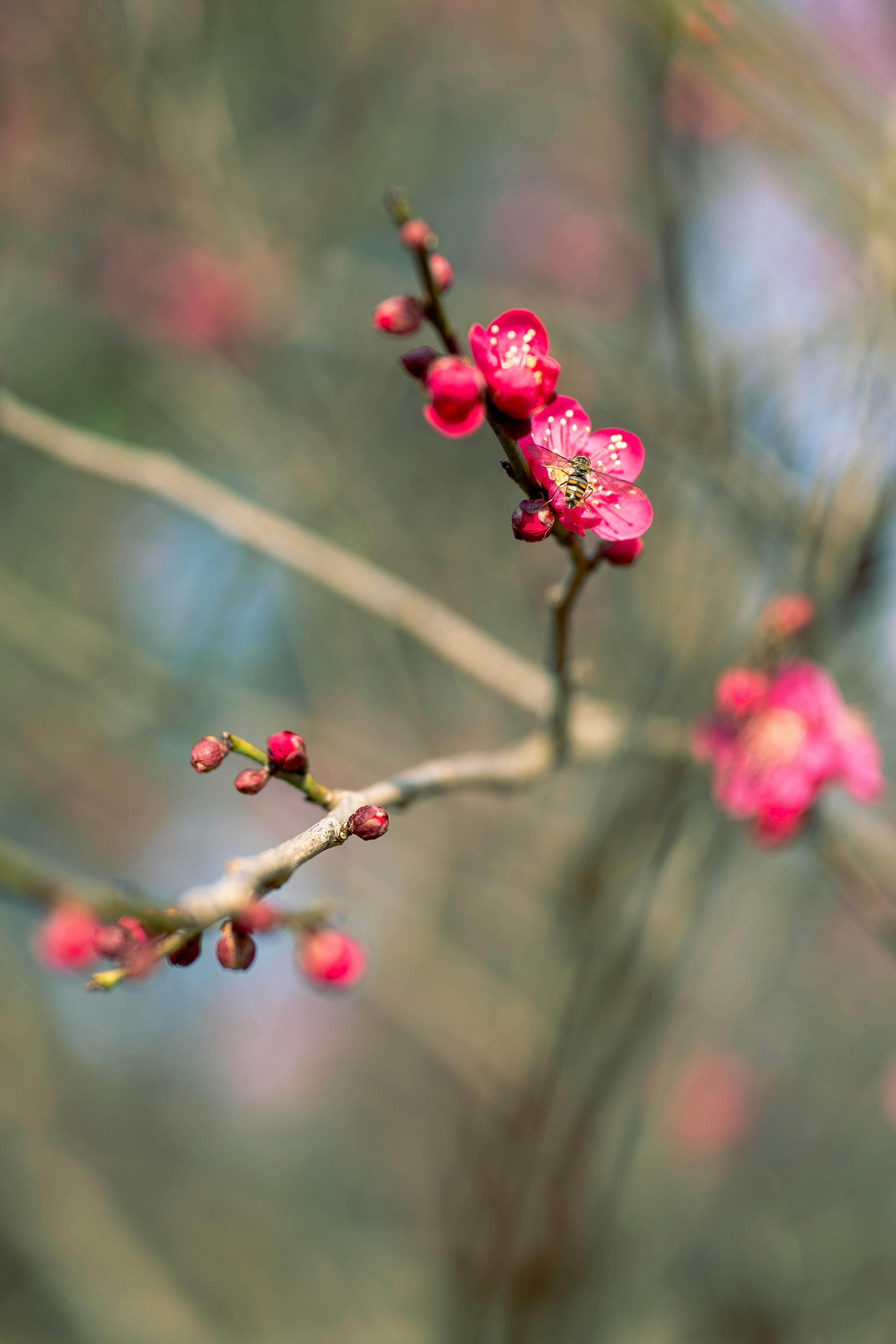 Vibrant Plum Blossoms in Nanjing Springtime