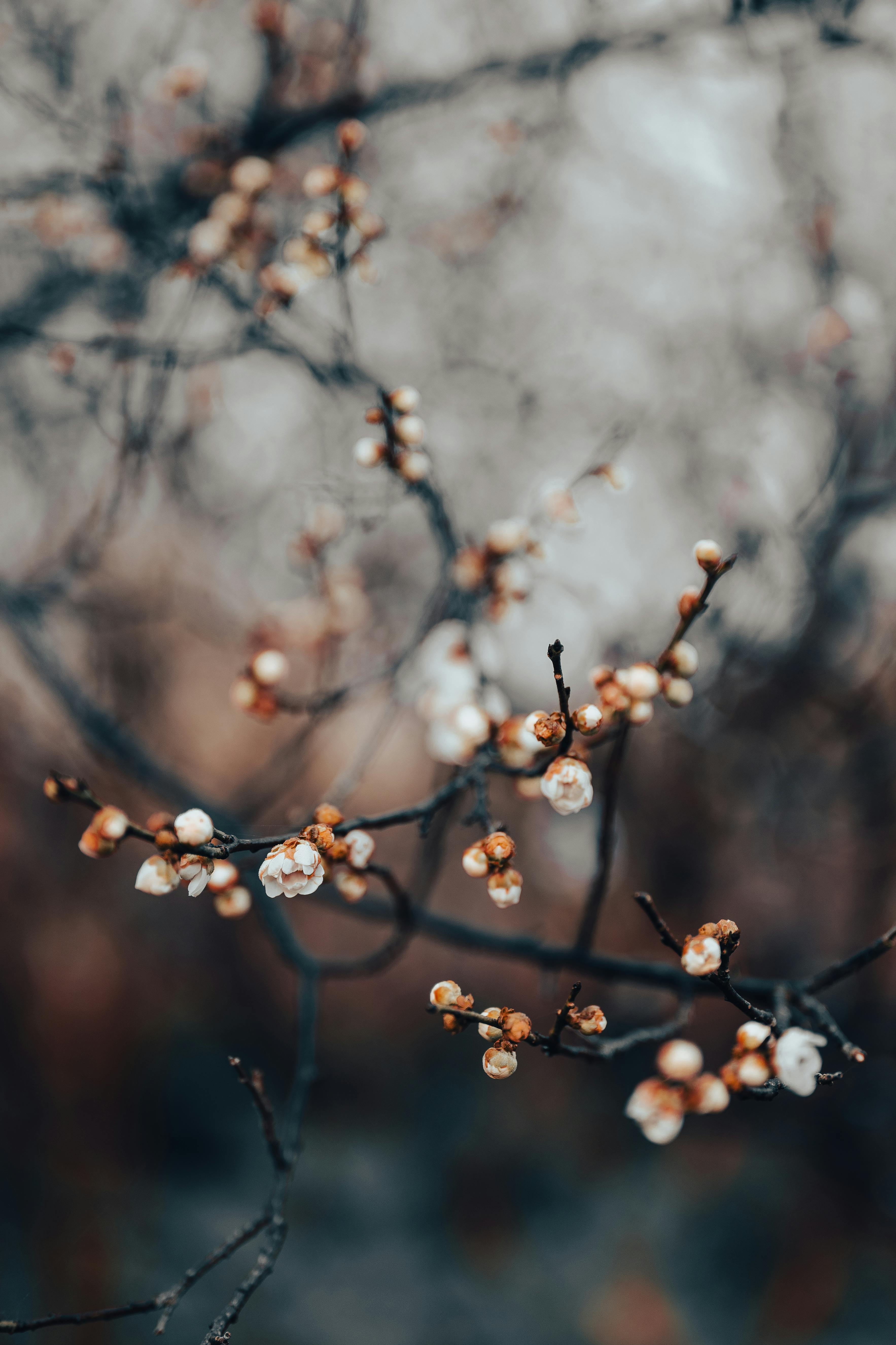 Gratis Immagine gratuita di asia, avvicinamento, bellezza naturale Foto a disposizione