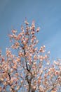 Blooming Plum Blossoms in Spring Nanjing