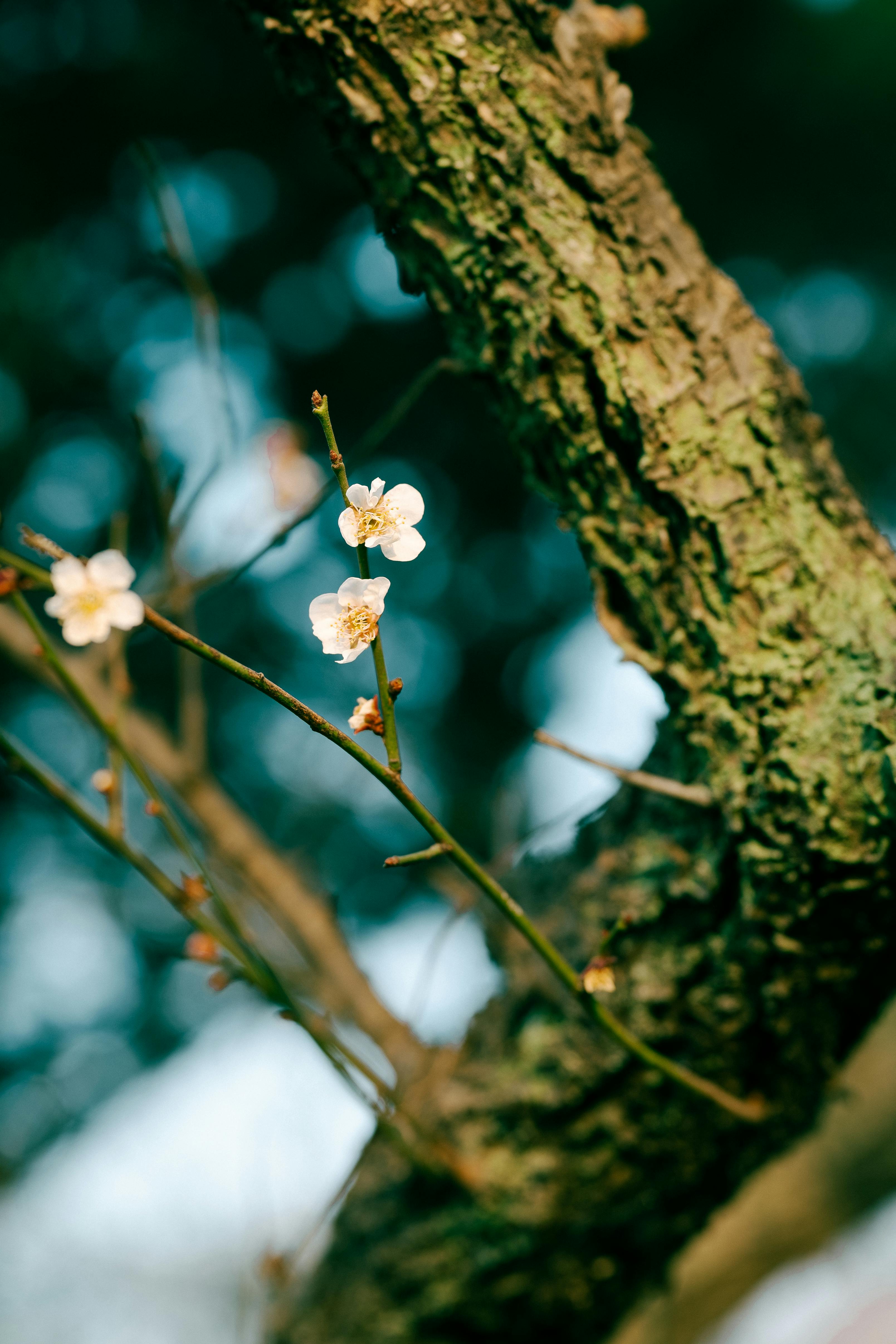 Delicate Plum Blossoms in Nanjing Spring