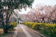 Scenic Spring Stroll in Nanjing's Plum Blossom Hill