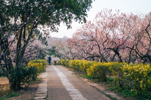 Free Capture the serenity of Plum Blossom Hill in Nanjing during spring, with blooming trees lining the path. Stock Photo