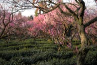 Nanjing's Beautiful Plum Blossom Grove in Spring
