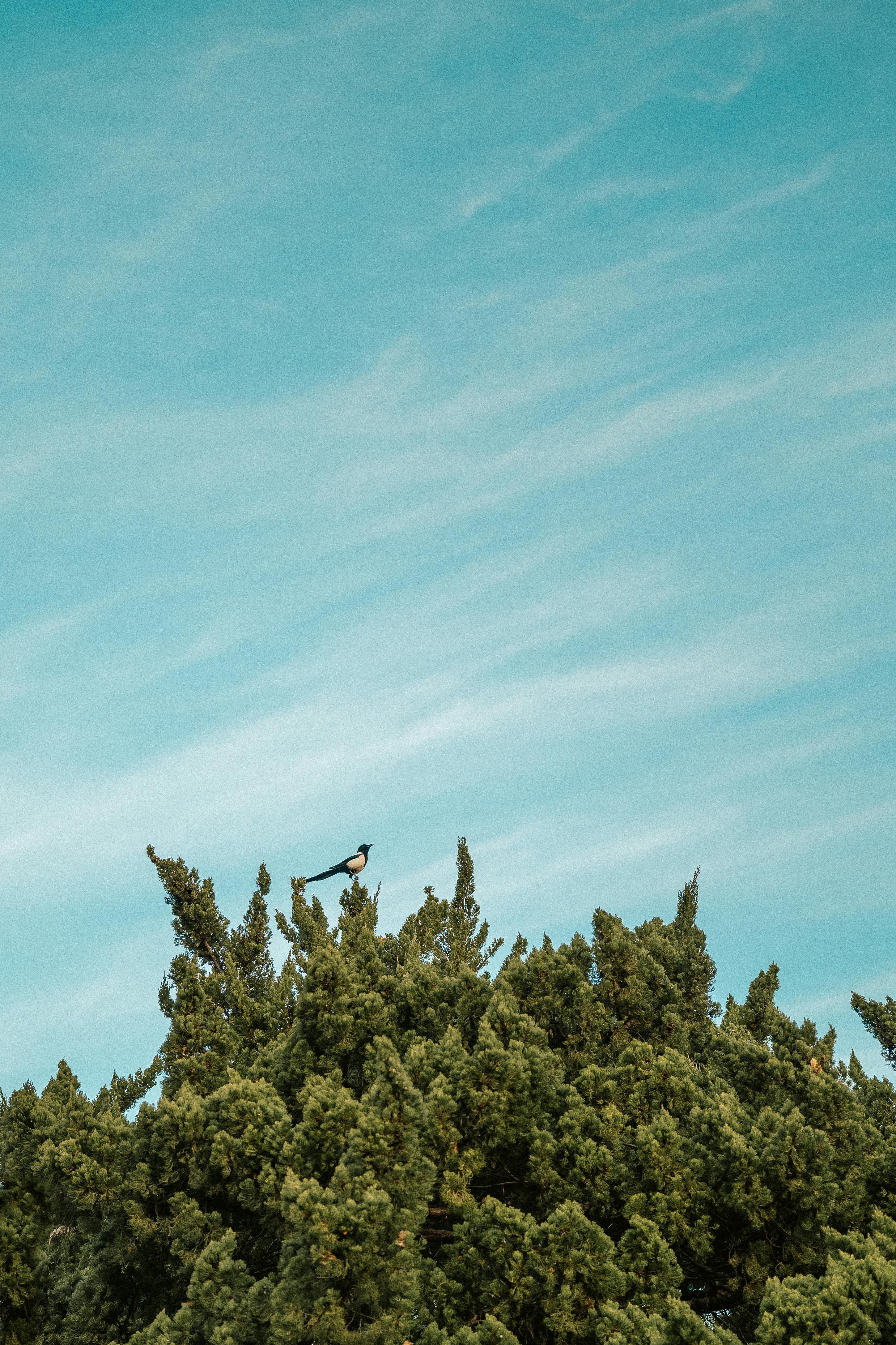 Ücretsiz Çin'in Nanjing şehrinde, masmavi gökyüzü altında bir çam ağacının tepesine tünemiş yalnız bir kuş. Stok Fotoğraflar