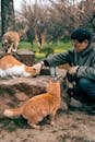Man Feeding Stray Cats in Nanjing Park