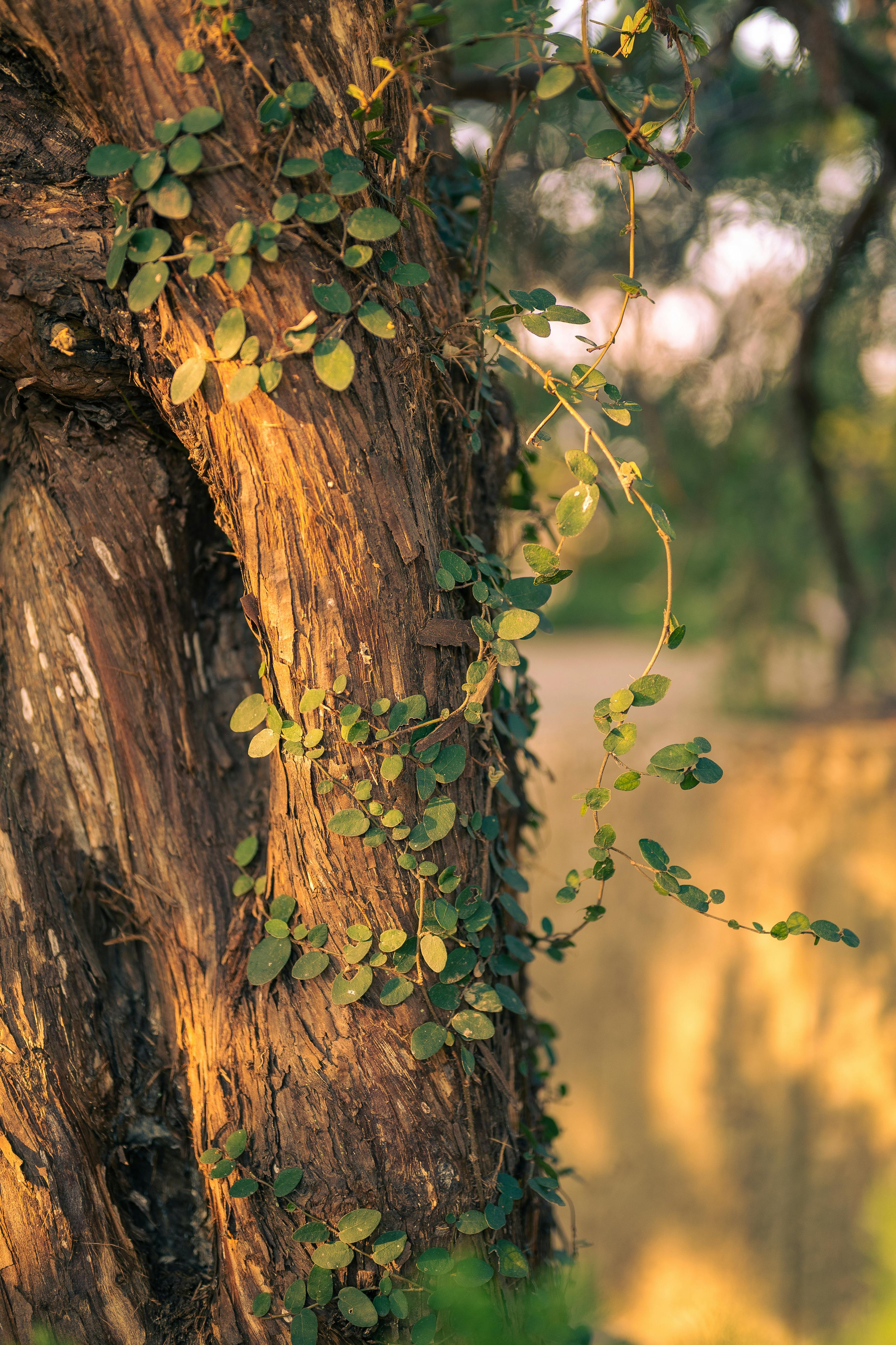Ücretsiz açık hava, açık sahne, ağaç içeren Ücretsiz stok fotoğraf Stok Fotoğraflar