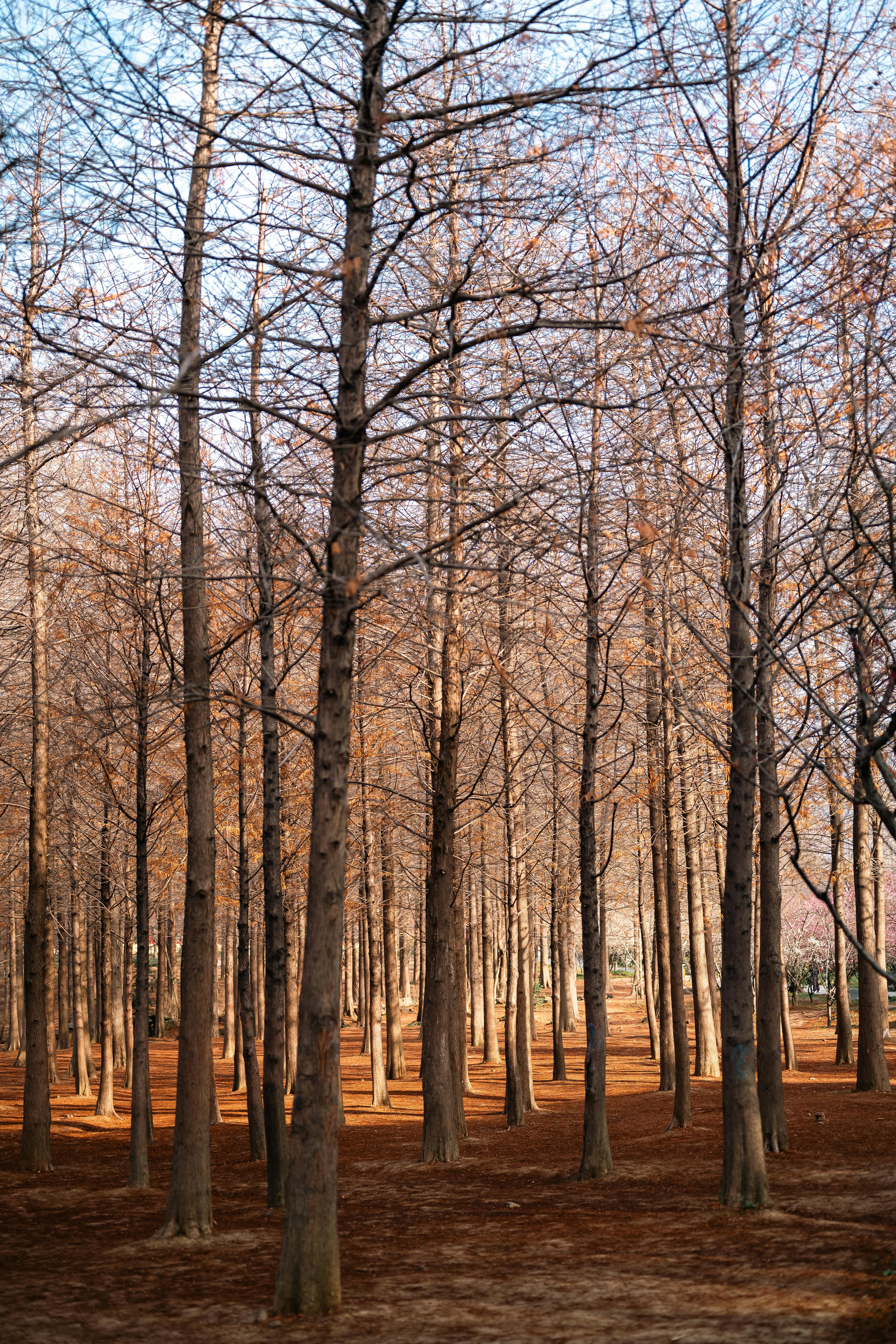 Peaceful sunrise in a bald cypress forest in Nanjing, China, showcasing autumn beauty.