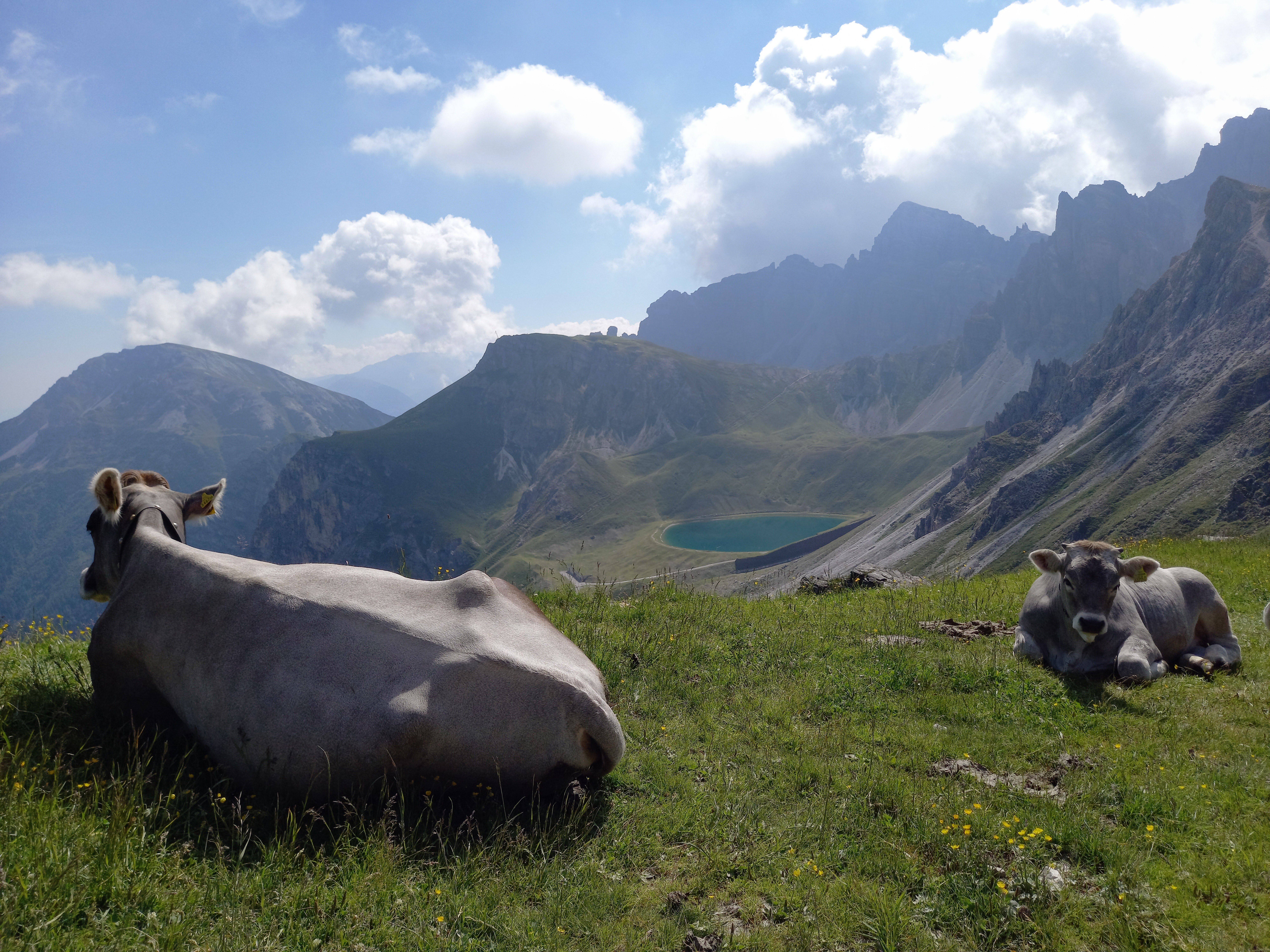 Cows Grazing in Stubaier Alpen, Austria · Free Stock Photo