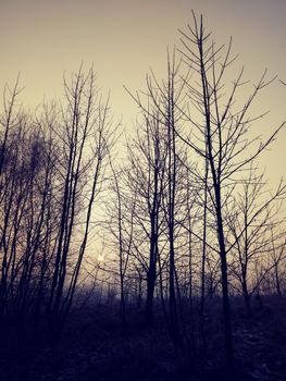 A tranquil sunrise through sparse trees on a misty winter morning in Poland.