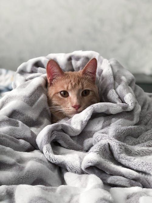 Free 灰色の毛布にオレンジ色のぶち猫 Stock Photo