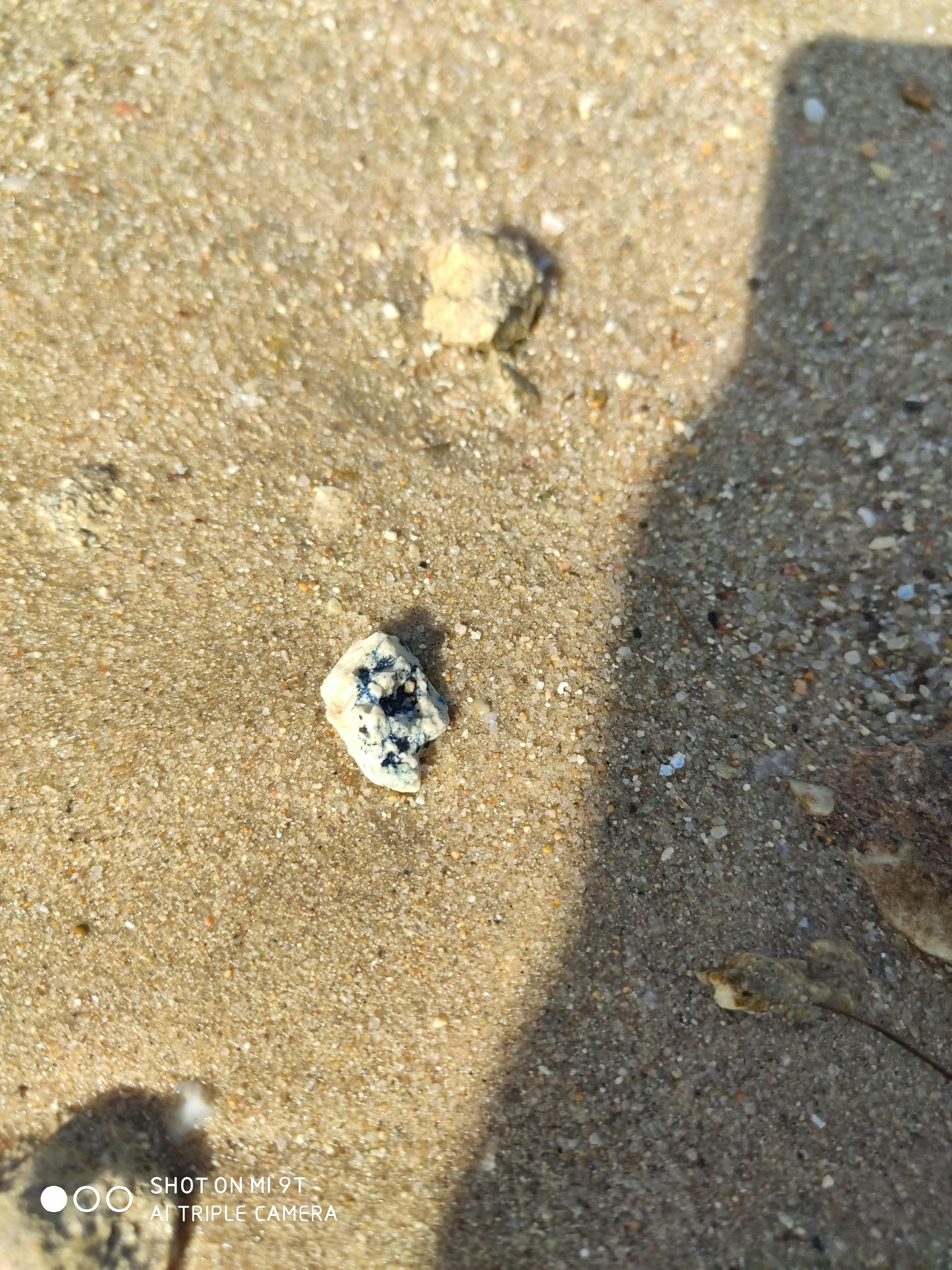 Gato Cornish Rex: Carácter, Cuidados, Salud y Precio