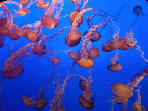 Photo of Jellyfish Lot Underwater
