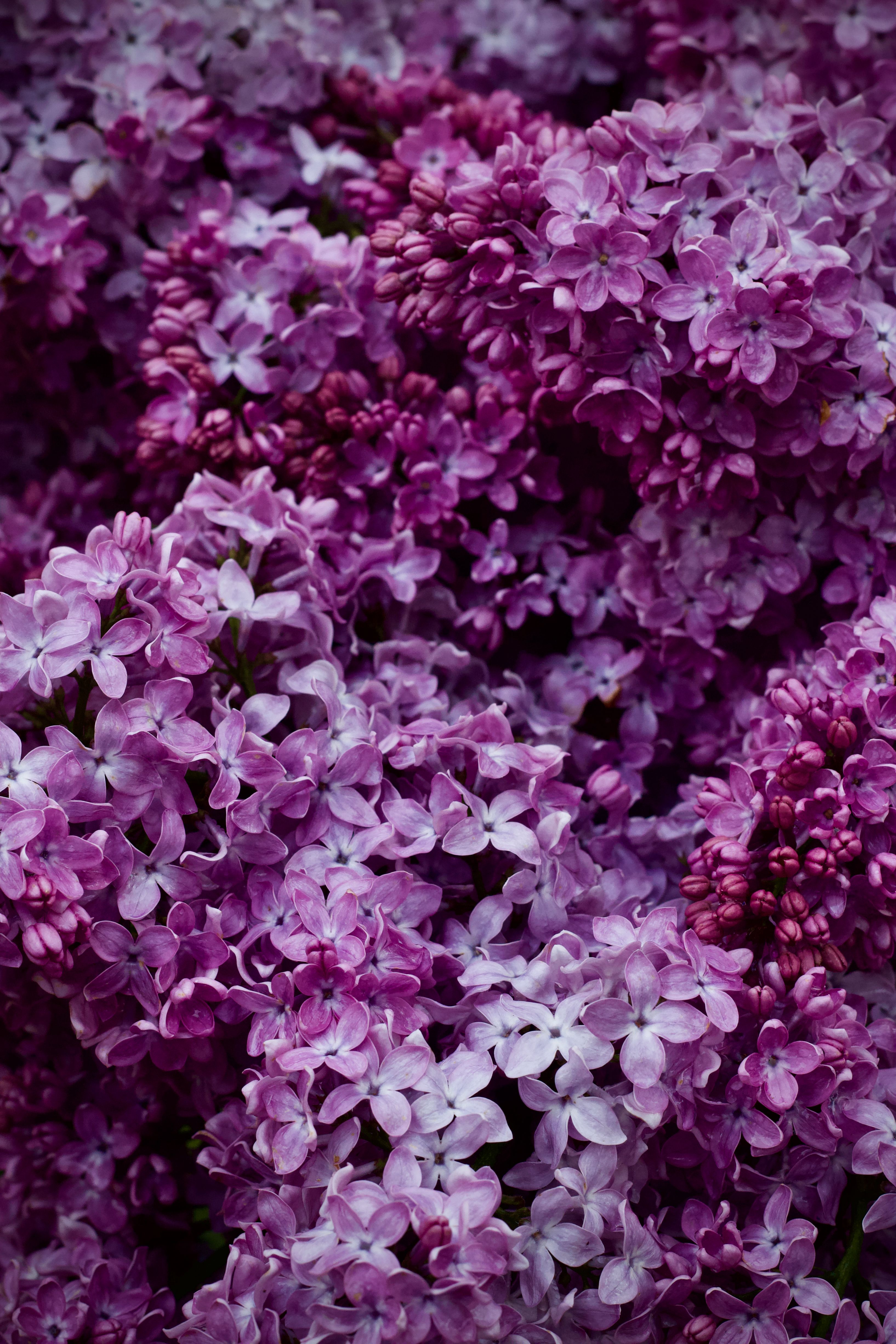 A detailed close-up of vivid purple lilac flowers in full bloom, showcasing their natural beauty.