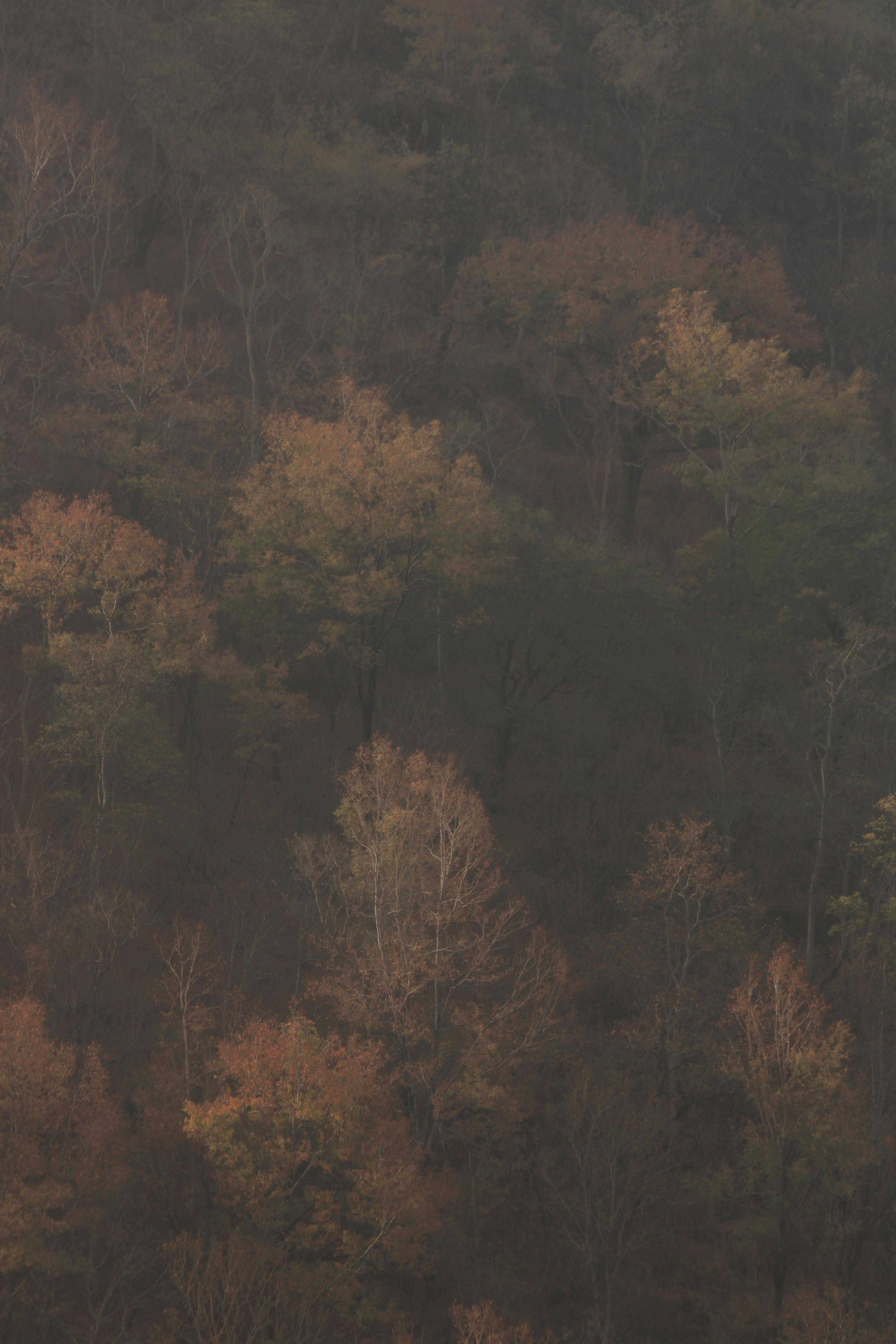 bezplatná Klidný les na podzim s bohatou tapiserií barevného listí, která vytváří klidnou a mírumilovnou atmosféru. Základová fotografie