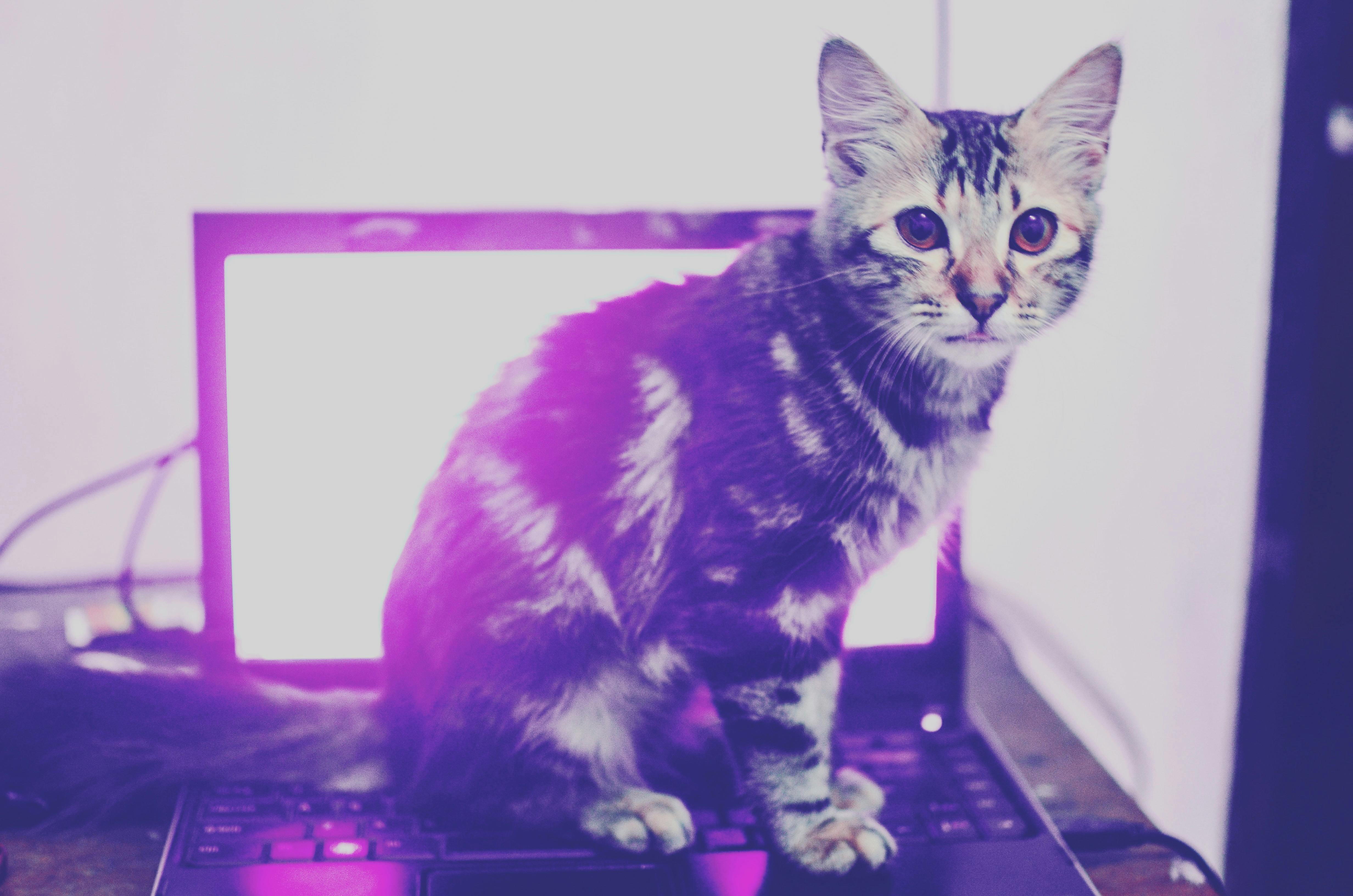 Scoreboard at a cricket stadium showing match statistics