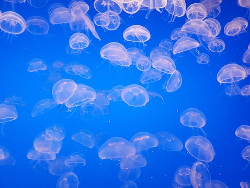 бесплатная Голубая медуза в воде Стоковое фото