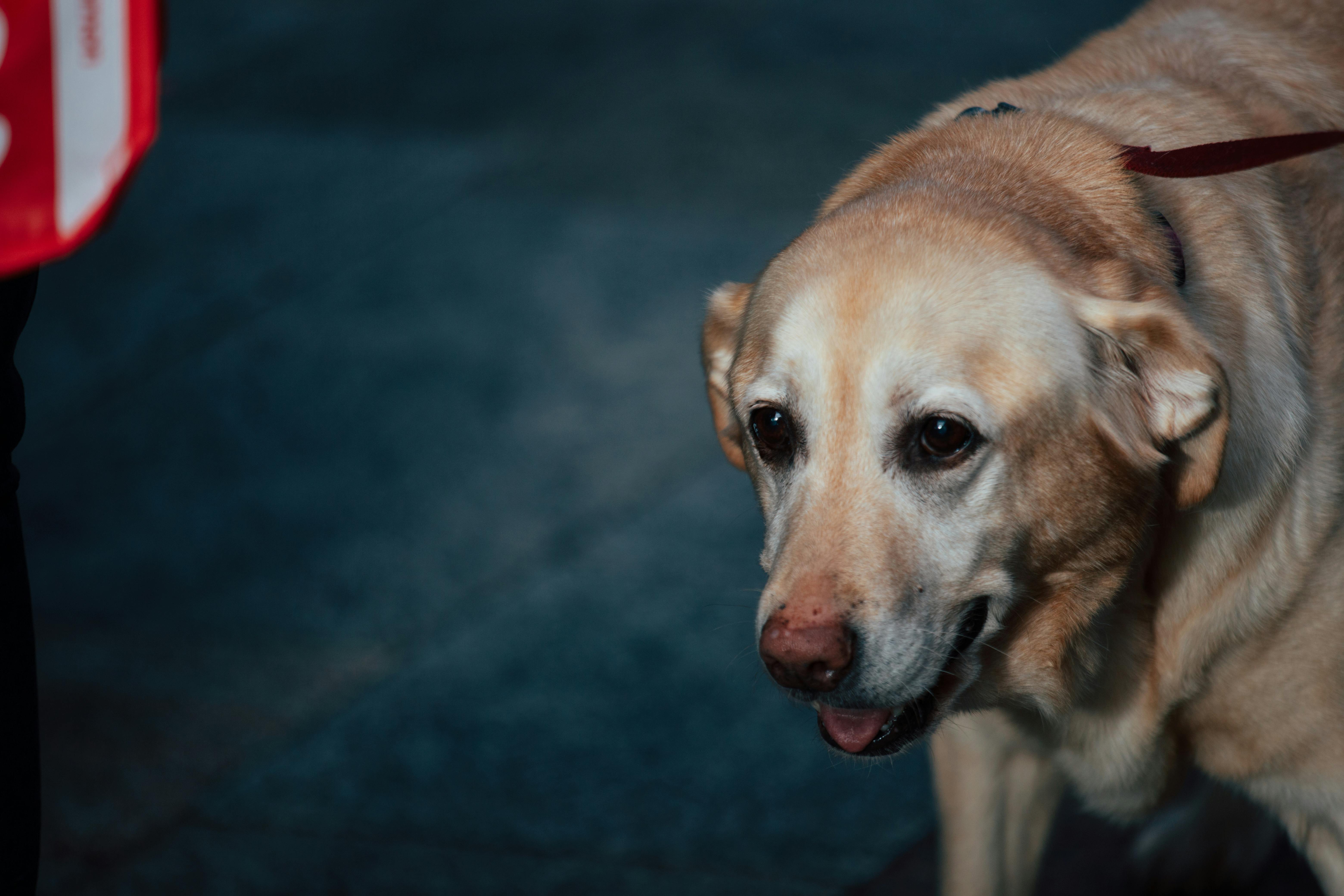 pet lifestyle bhopal — Photo by atelierbyvineeth . . . on Pexels