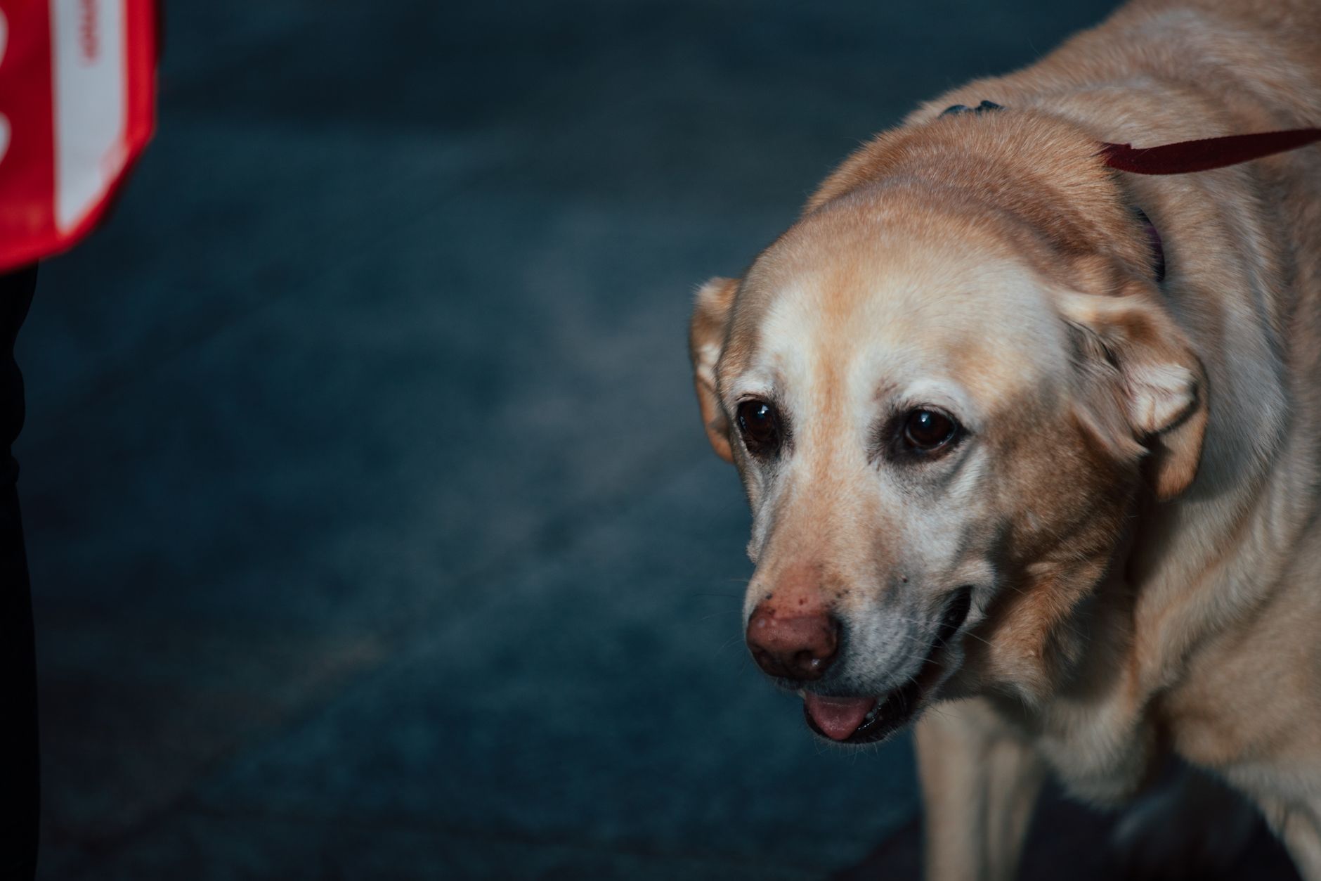 Portrait of a dog at a veterinary clinic