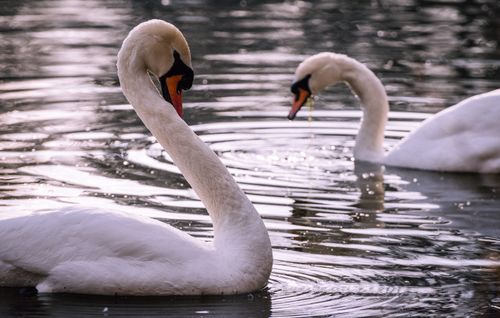 Free Two elegant mute swans gracefully swim in a tranquil lake, reflecting calm harmony. Stock Photo