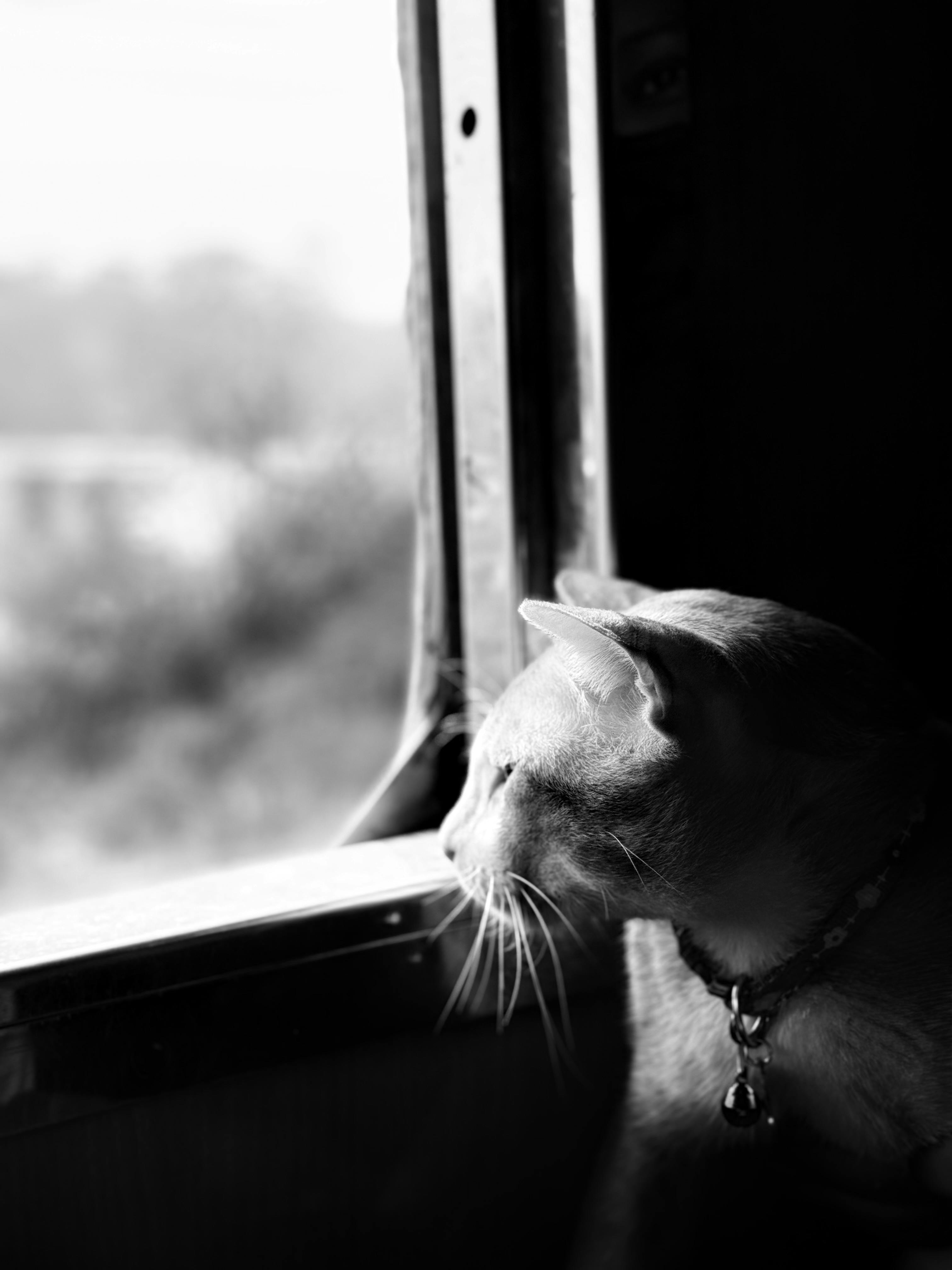 Gratis Immagine gratuita di #interno, allenare, animale Foto a disposizione