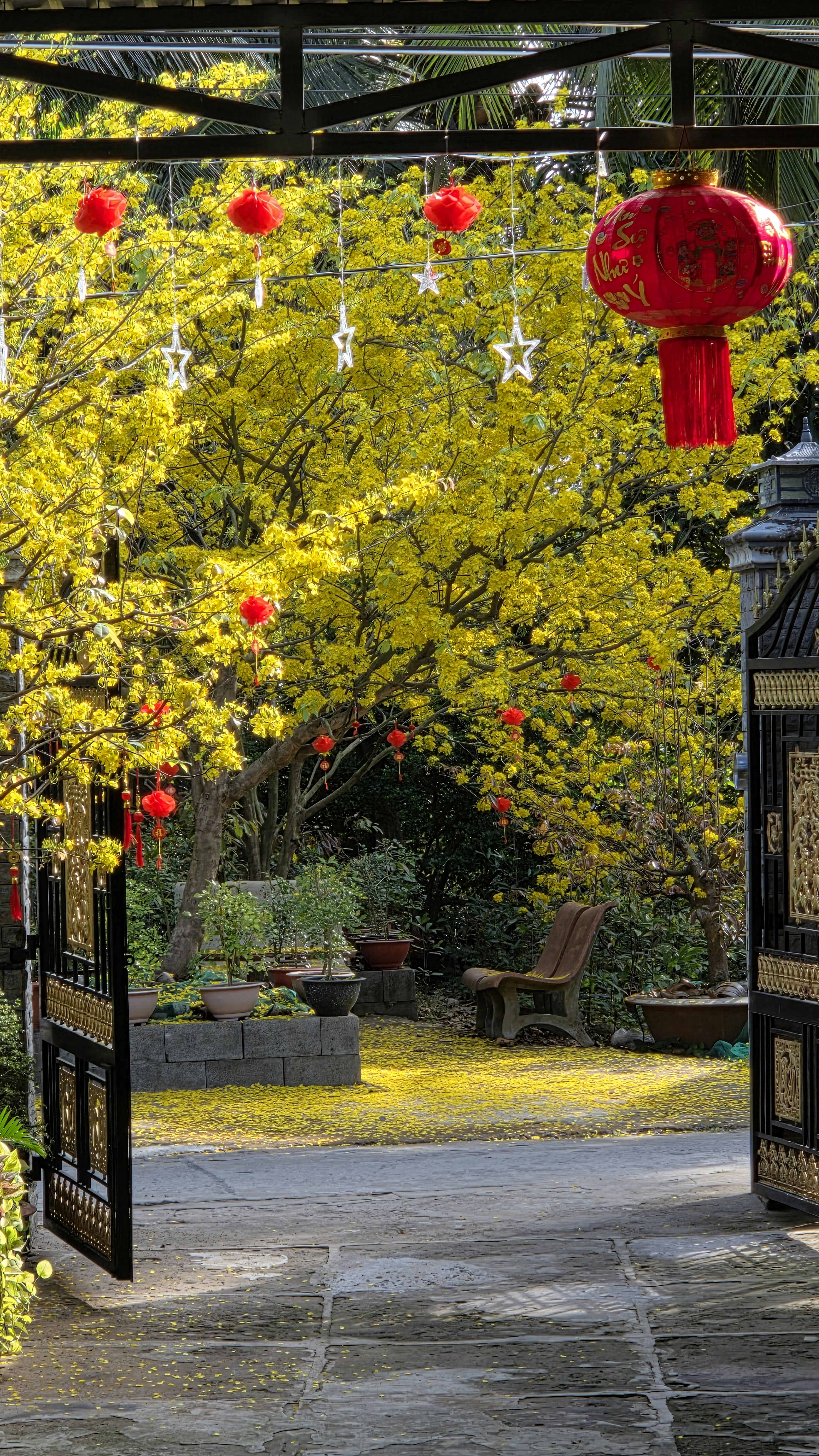 ฟรี คลังภาพถ่ายฟรี ของ @กลางแจ้ง, กลีบดอกสีเหลือง, การตกแต่งด้วยดวงดาว คลังภาพถ่าย