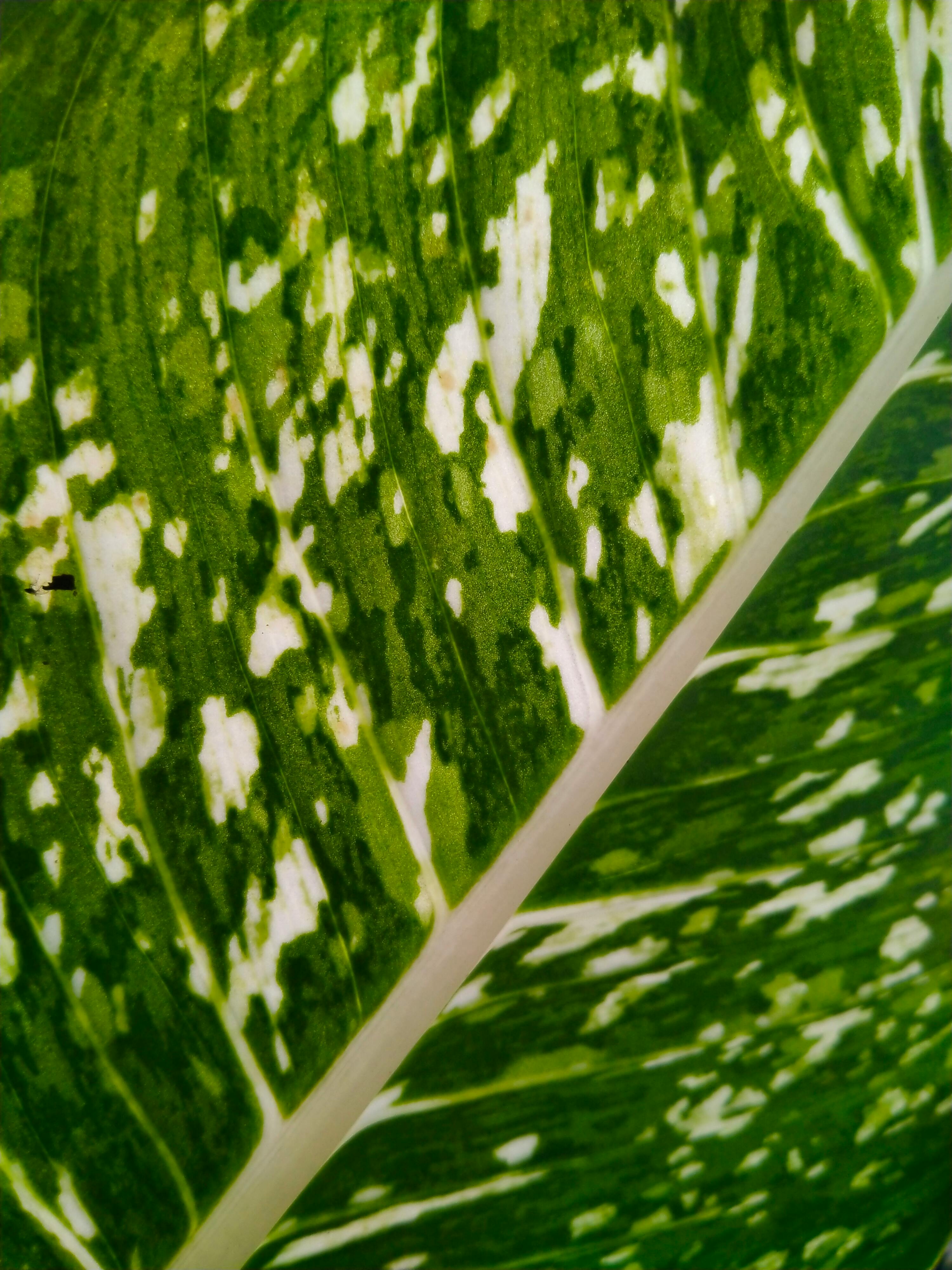 Gratis Vista dettagliata di una foglia verde variegata che mette in mostra i suoi intricati motivi e colori. Foto a disposizione