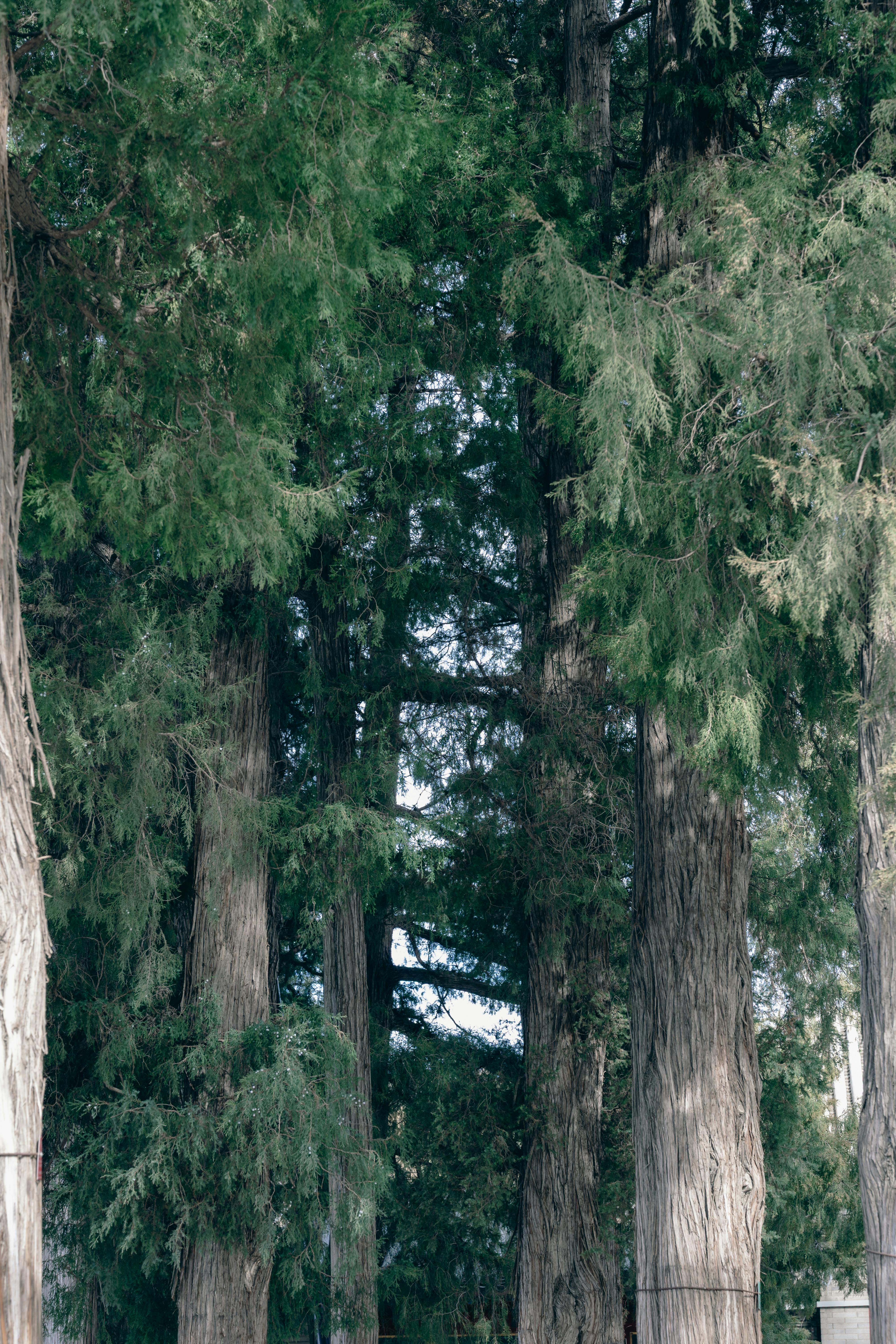 Kostenlos Ruhiger Blick auf hohe, immergrüne Bäume in einem natürlichen Wald, der ihre Höhe und Dichte einfängt. Stock-Foto