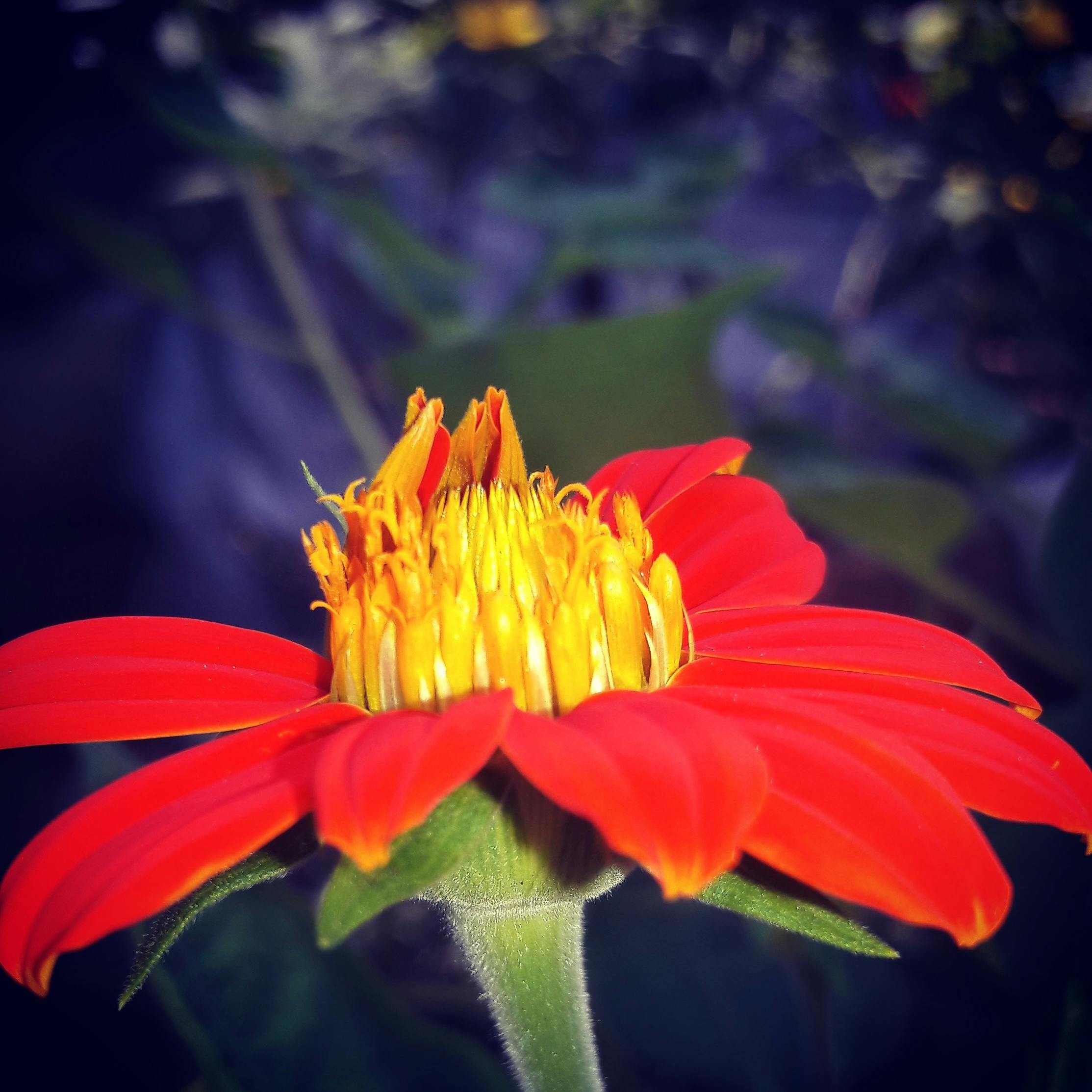 美しい花 赤い花の無料の写真素材 美しい花 赤い花の無料の写真素材