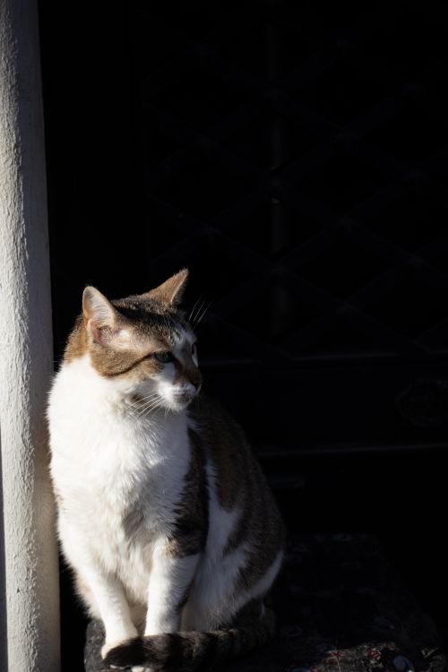 Free A cat sits comfortably in the sunlight within an İstanbul alley, showcasing street life. Stock Photo
