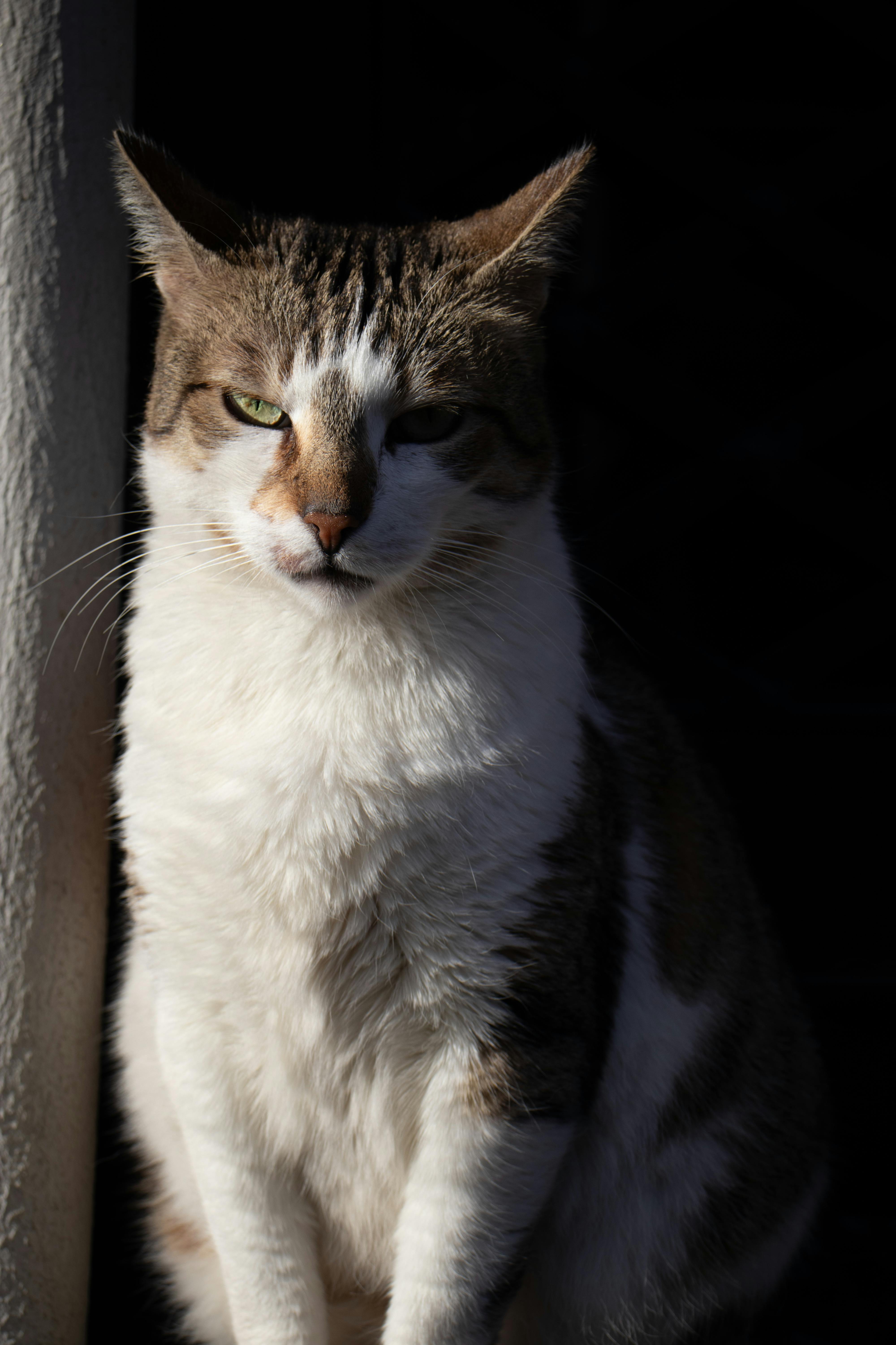 Kostenlos Kostenloses Stock Foto zu asien, aufmerksam, ausdrucksstarke augen Stock-Foto