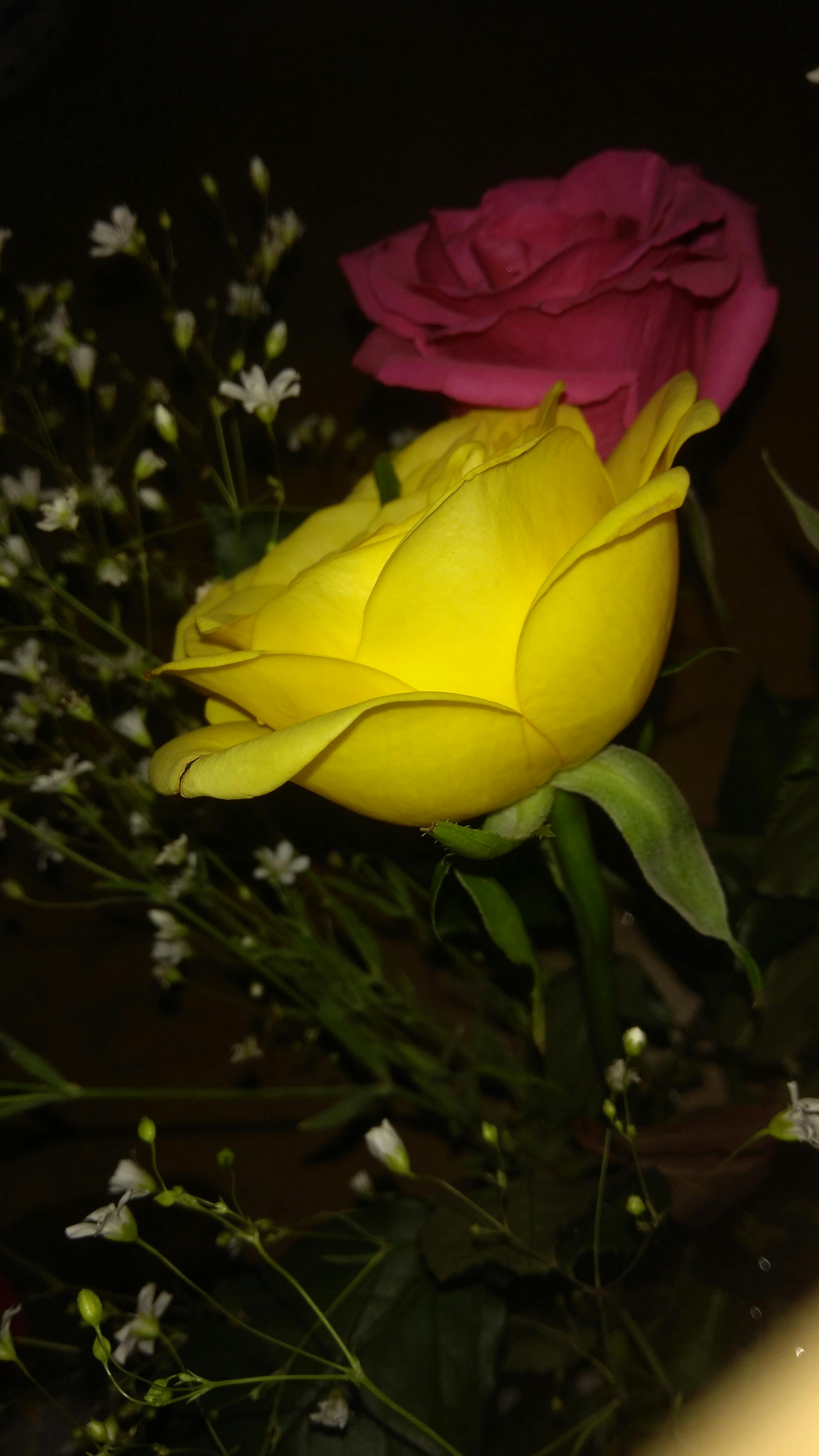Free stock photo of beautiful flowers, roses, yellow rose