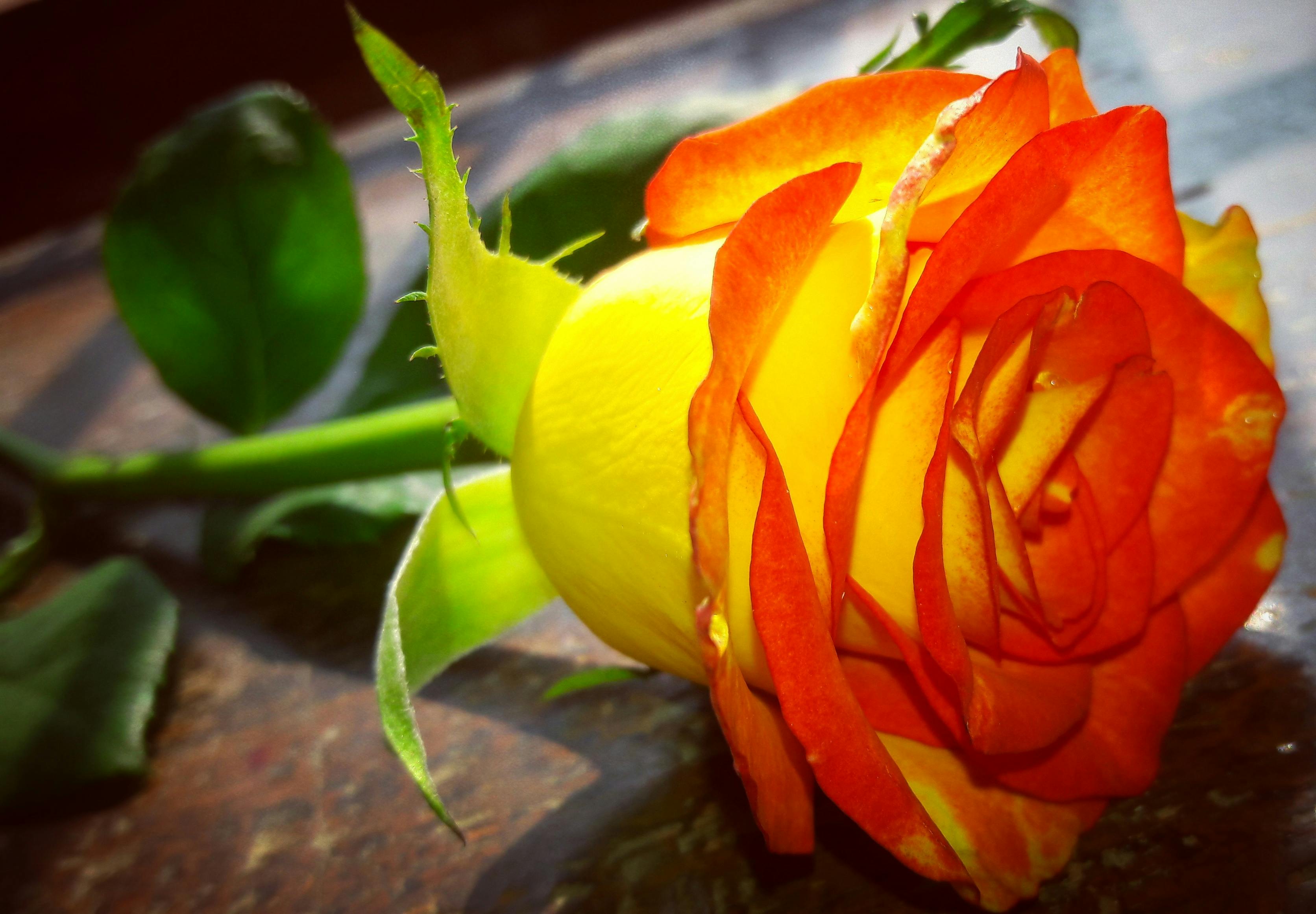 卓上撮影 美しいバラ 黄色とオレンジ色のバラの無料の写真素材