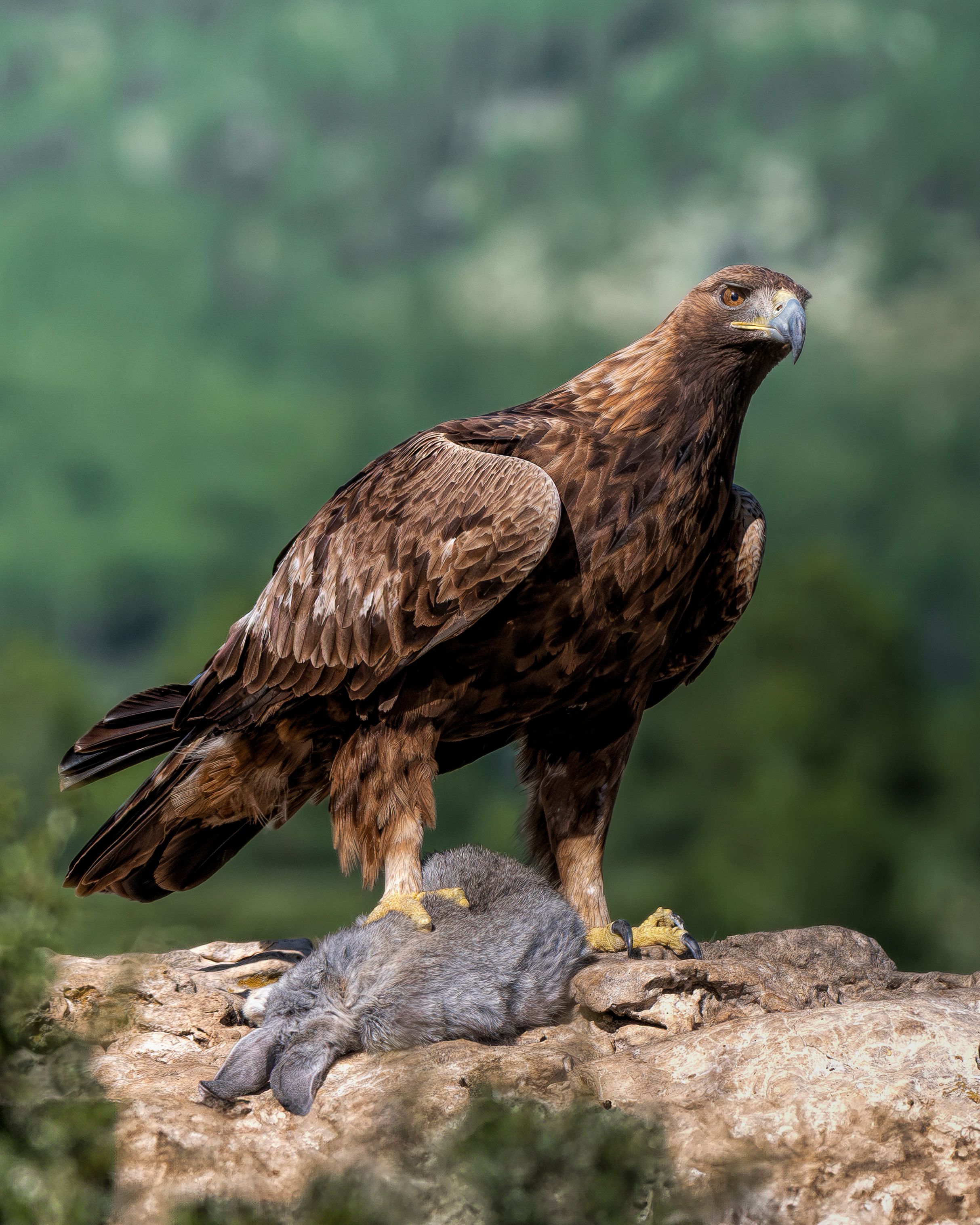 Golden Eagle in Natural Habitat with Prey · Free Stock Photo