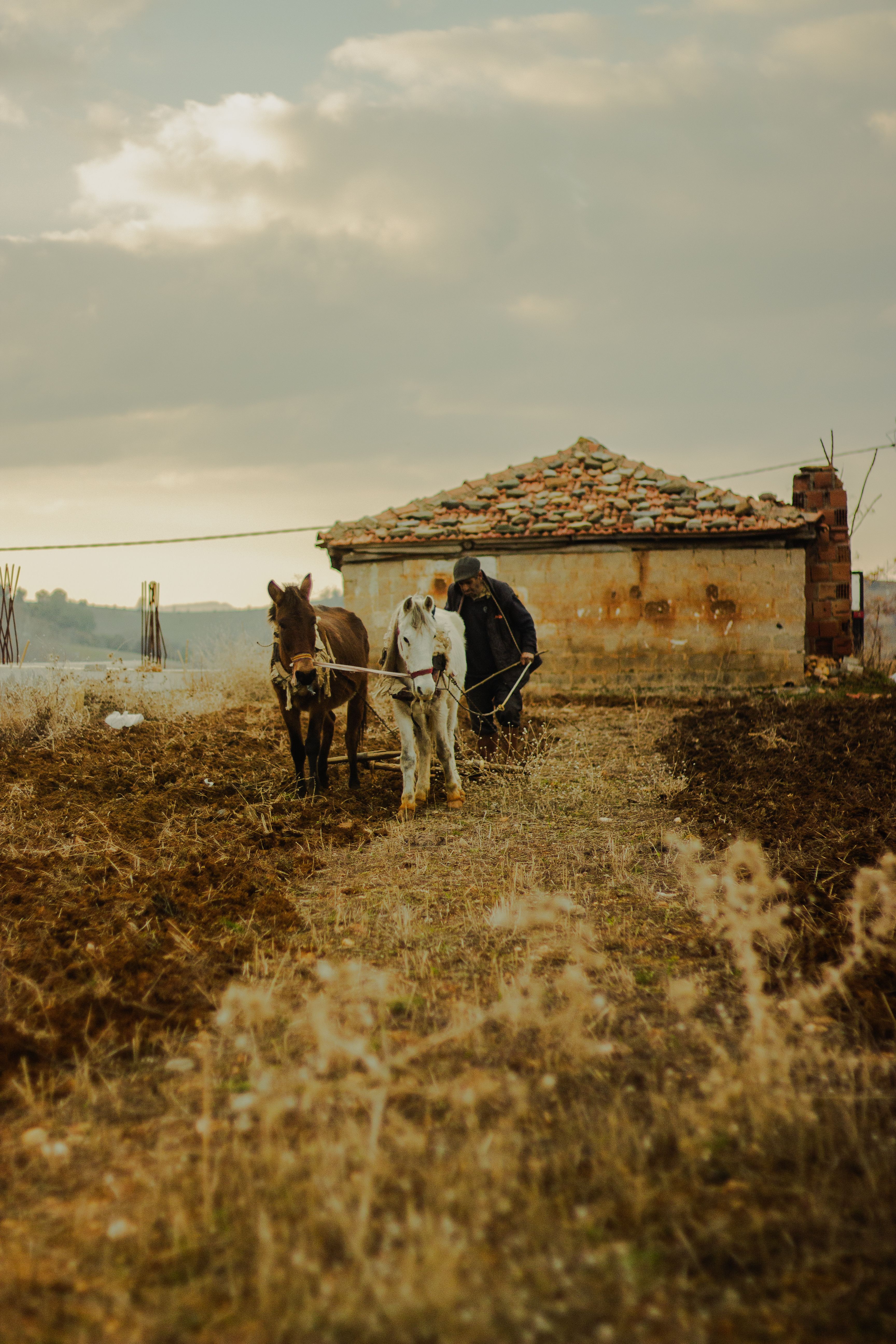 Rural Farming with Horses in Türkiye · Free Stock Photo