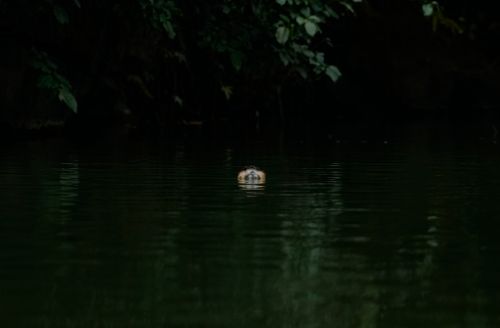 Free stock photo of duck Stock Photo