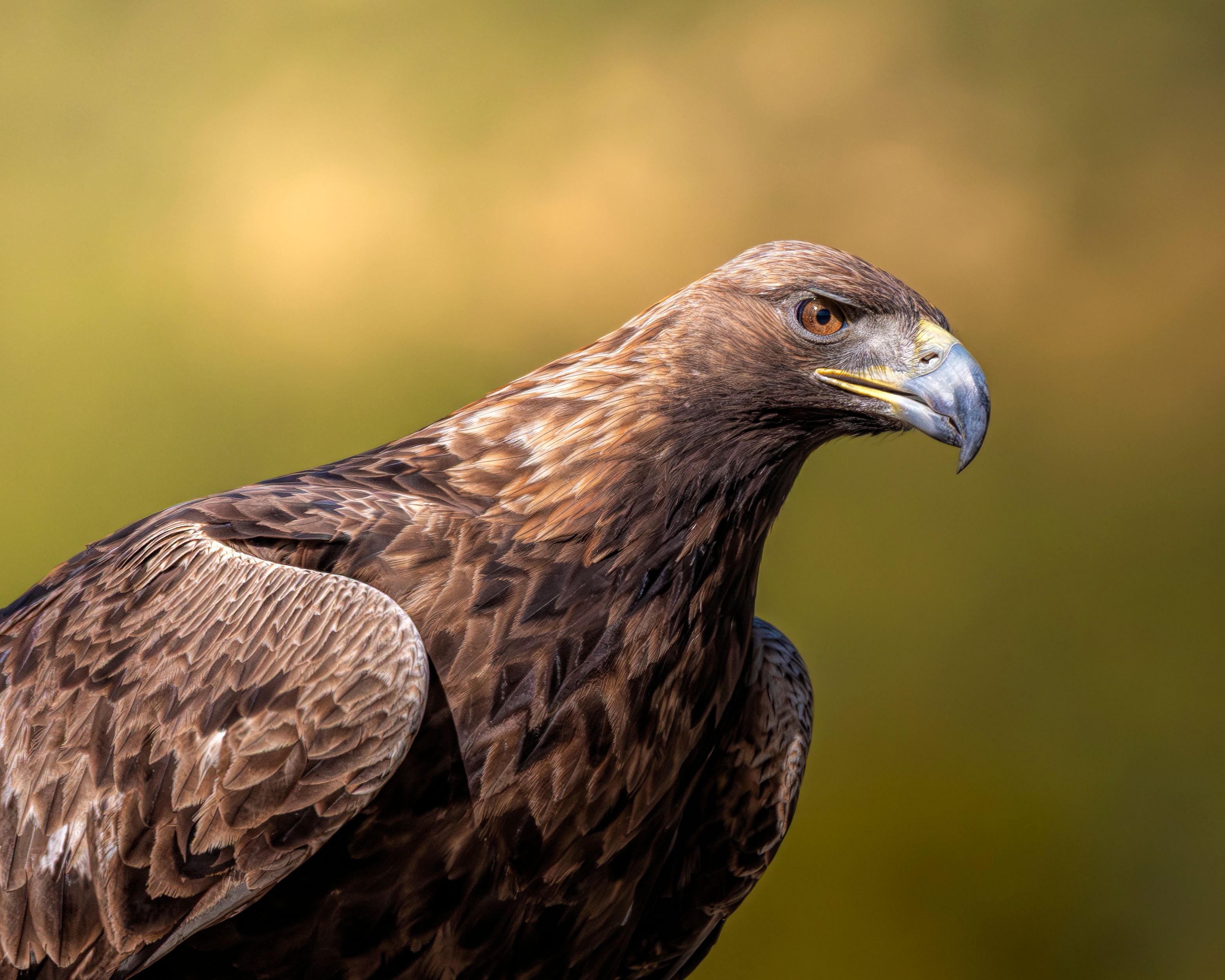 Observation des aigles dorés aux Cairngorms avec guide spécialisé
