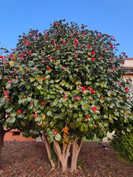 Vibrant Camellia tree with red blooms outdoors under a clear blue sky.