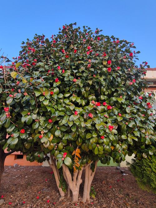 Free Vibrant Camellia tree with red blooms outdoors under a clear blue sky. Stock Photo