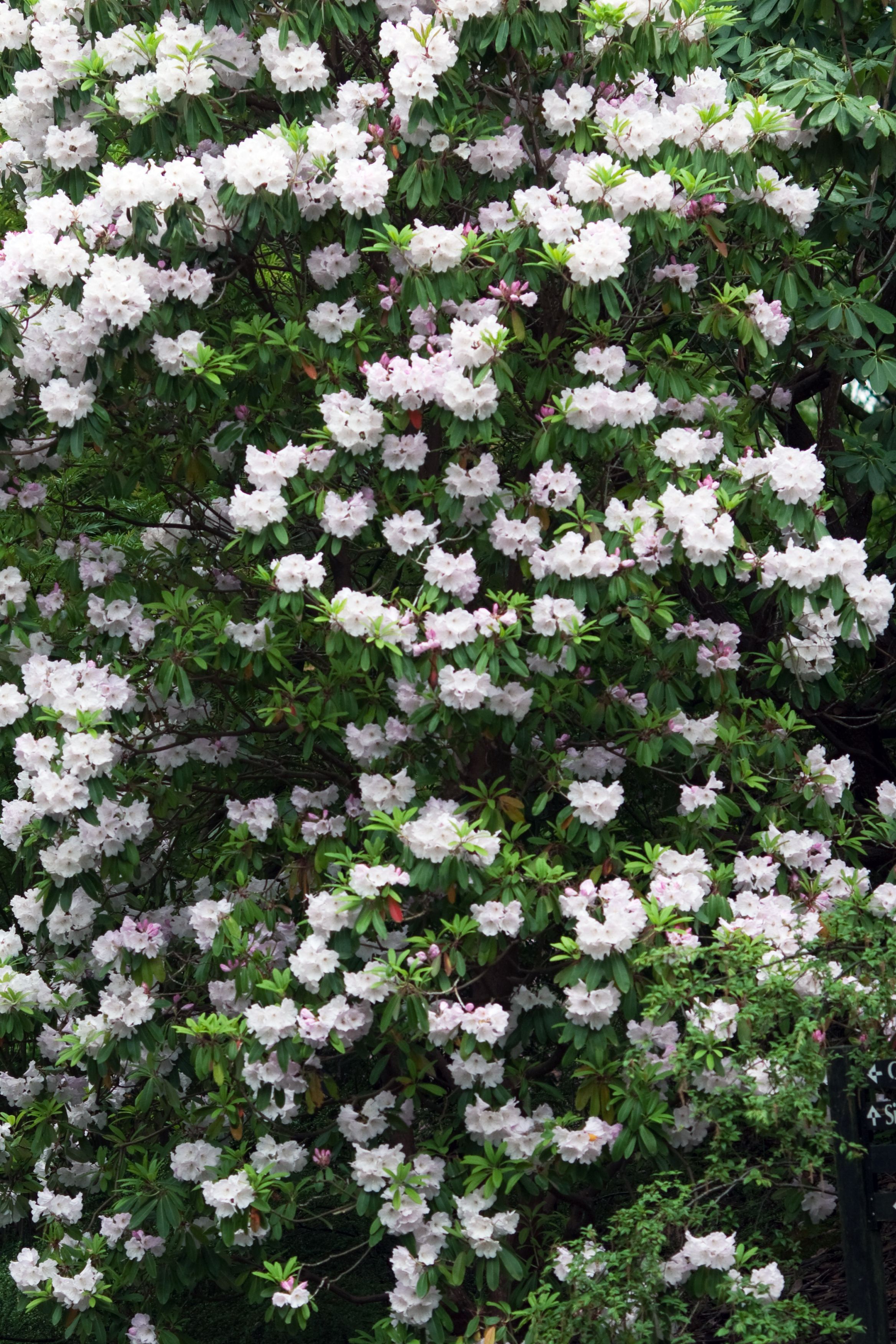 6.000+ Rhododendron Bilder und Fotos  Kostenlos Downloaden  Pexels  Stock-Fotos
