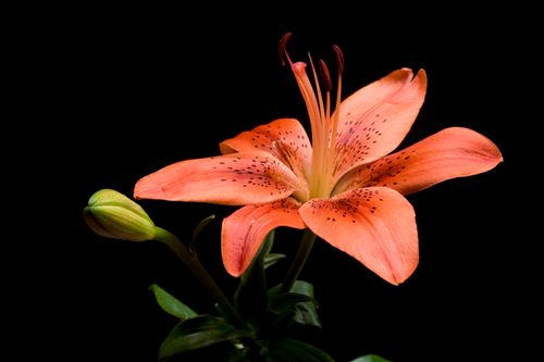 Free Close-up of an orange lily flower against a dramatic black backdrop. Stock Photo