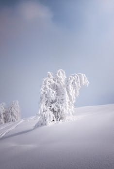 Snow-covered tree in a serene winter landscape under a soft sky.