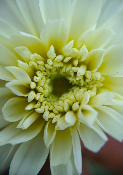 Free A stunning macro shot of a creamy dahlia flower showcasing its intricate petal structure. Stock Photo
